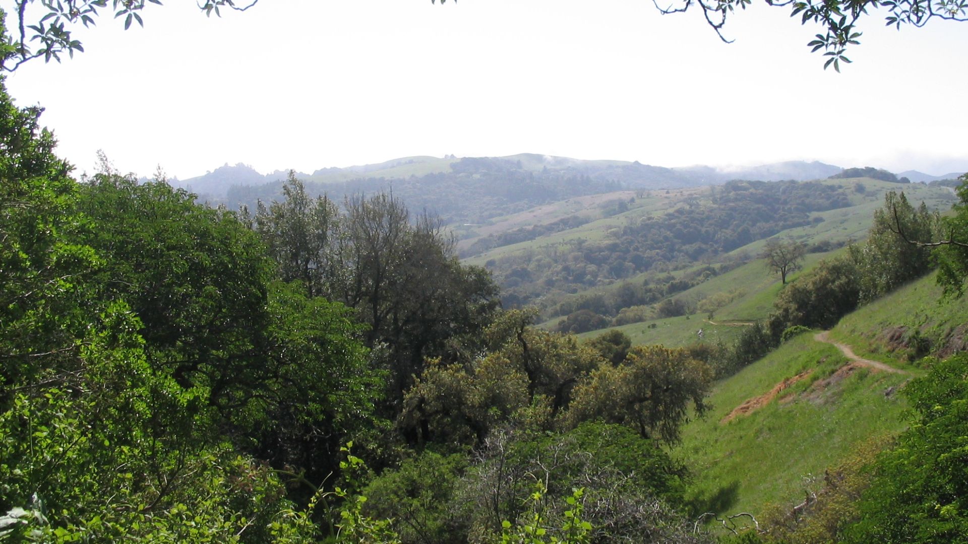 Looking back along Bella Vista Trail in Monte Bello Open Space Preserve at the varying types of vegetation in the upper Stevens Creek valley, in the Santa Cruz Mountains west of Palo Alto, California.