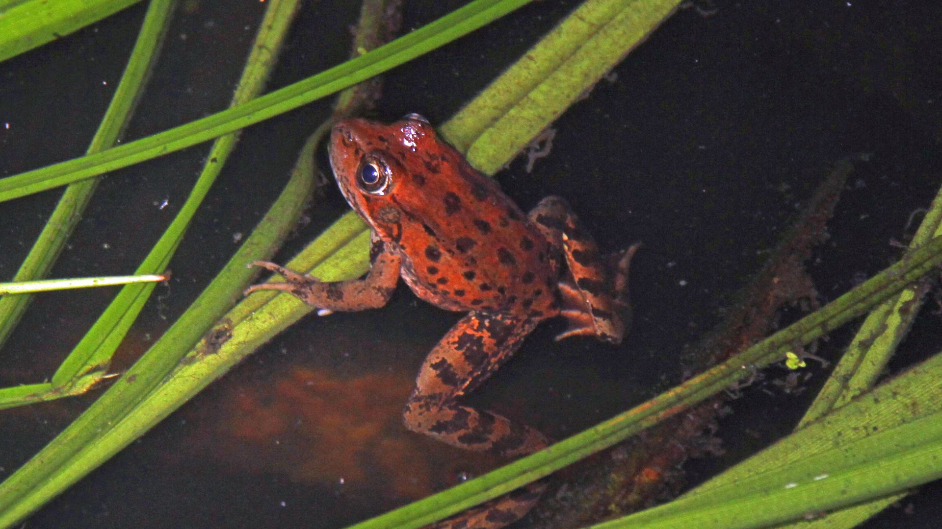 California red-legged frog (Rana draytonii)