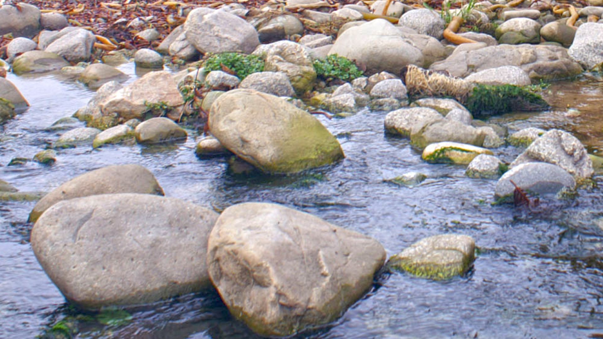 Garrapata Creek, California