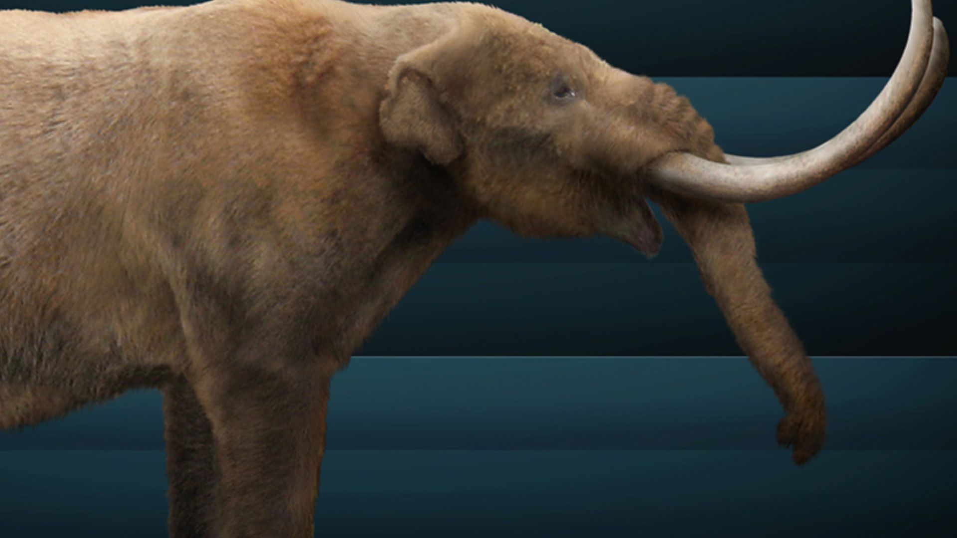 Graphical reconstruction of Mammut americanum based on bony structure and paleontological texts