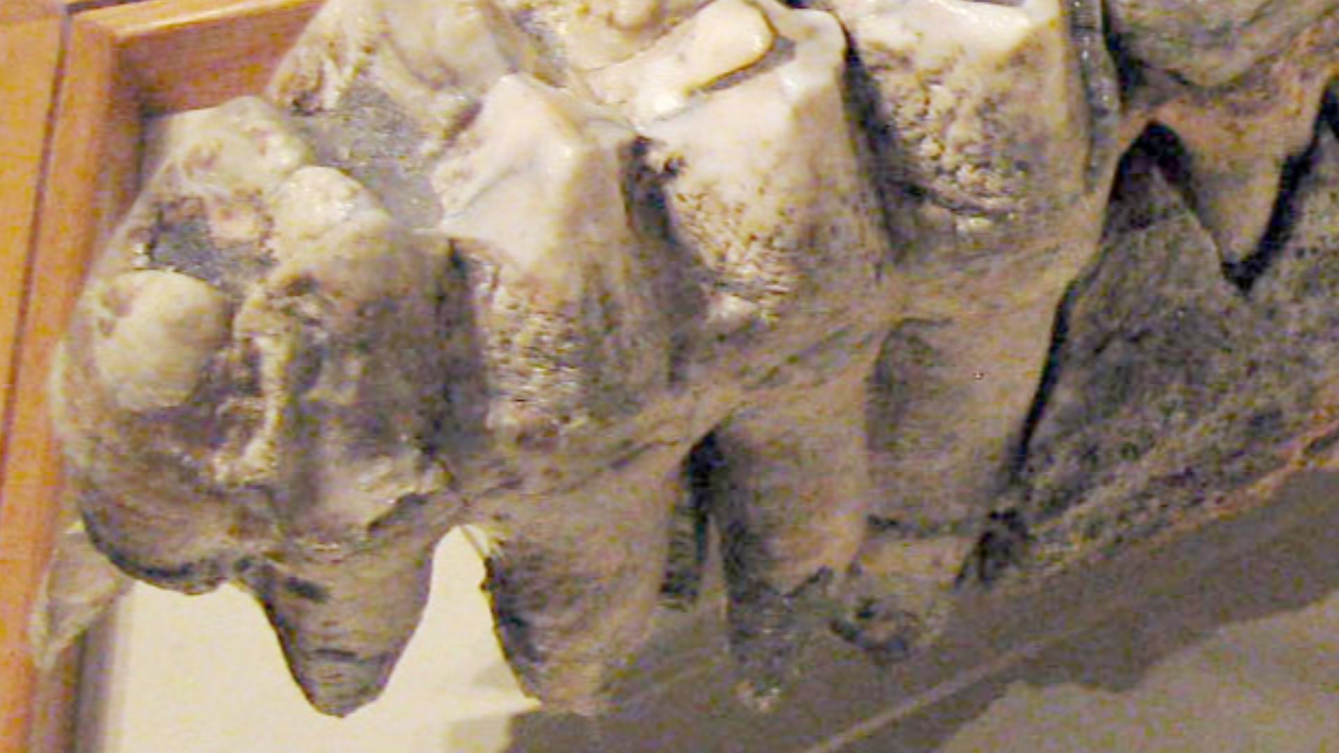 Right maxilla with 2nd and 3rd molars of American Mastodon Mammut americanum, on display at the State Museum of Pennsylvania.  Late Pleistocene in age.  From Columbia County.  Specimen UF 40001