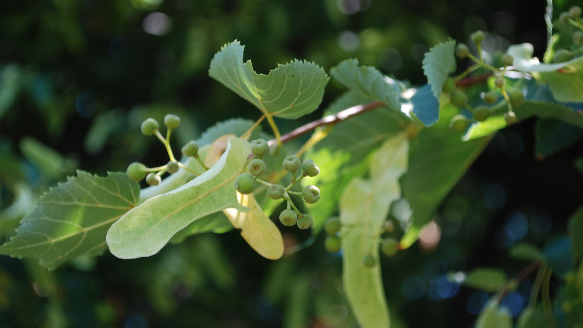 Tilia (lime, linden) twig with leaves, bracts and fruits