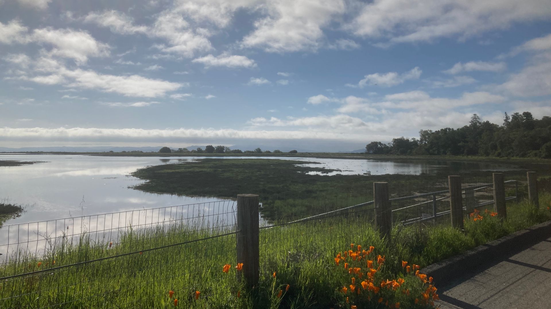 The San Francisco Bay Trail encircles the Bay, This photo was taken in April 2023, as California poppies are in full bloom, in the distance is the San Francisco skylne.