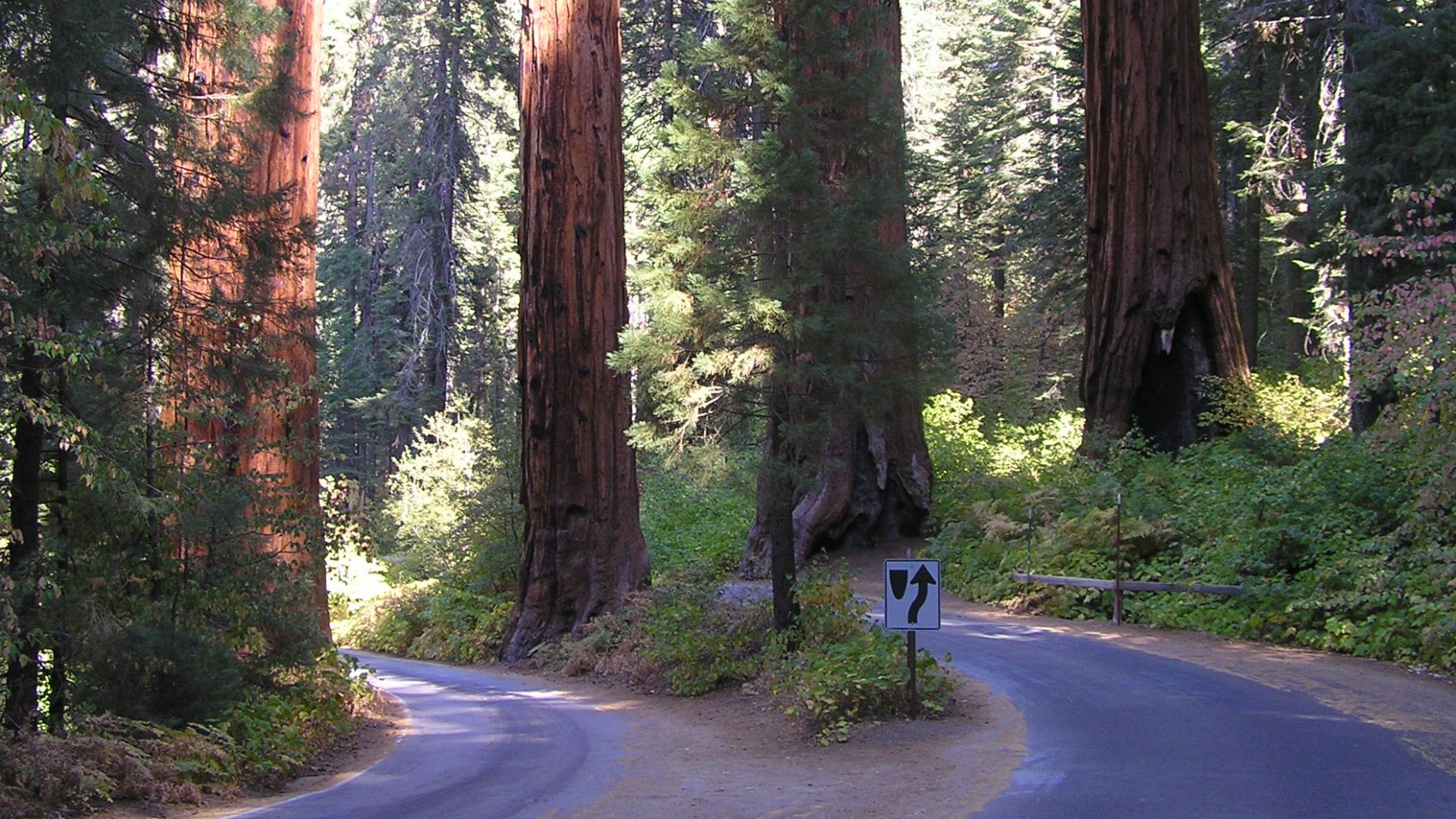 Sequoia Trees on Generals Highway
