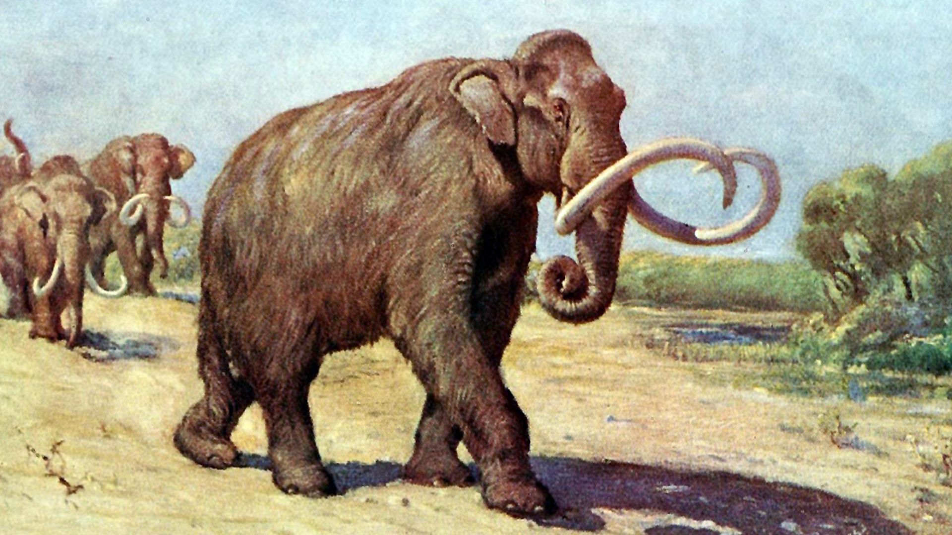 Columbian mammoth, based on the AMNH specimen (formerly M. jeffersonii).