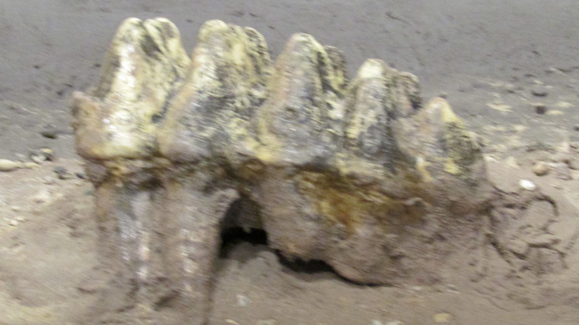 Mastodon tooth fossil found in Porter County, Indiana.