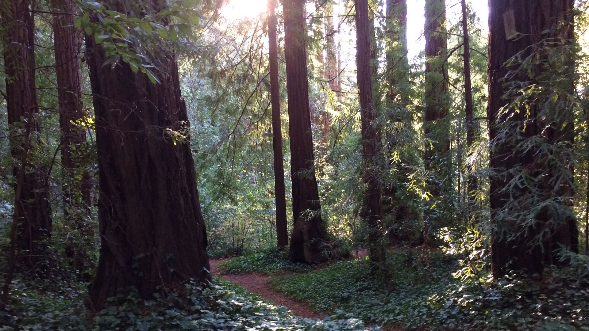 Path through the coast redwoods, La Honda, California, 2015. Taken in the woods at the end of Play Bowl Drive, walking between the entrance and the creek.