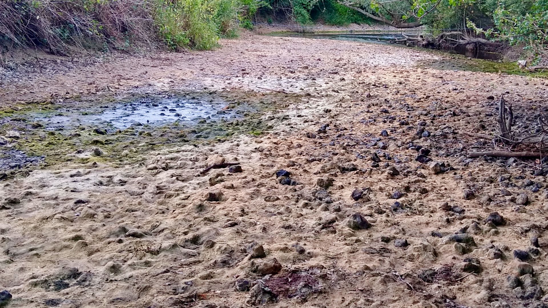 The dry course of the River Mole around 200 m upstream of Young Street, Leatherhead. The main flow has ceased, leaving rapidly drying shallow pools in the channel.