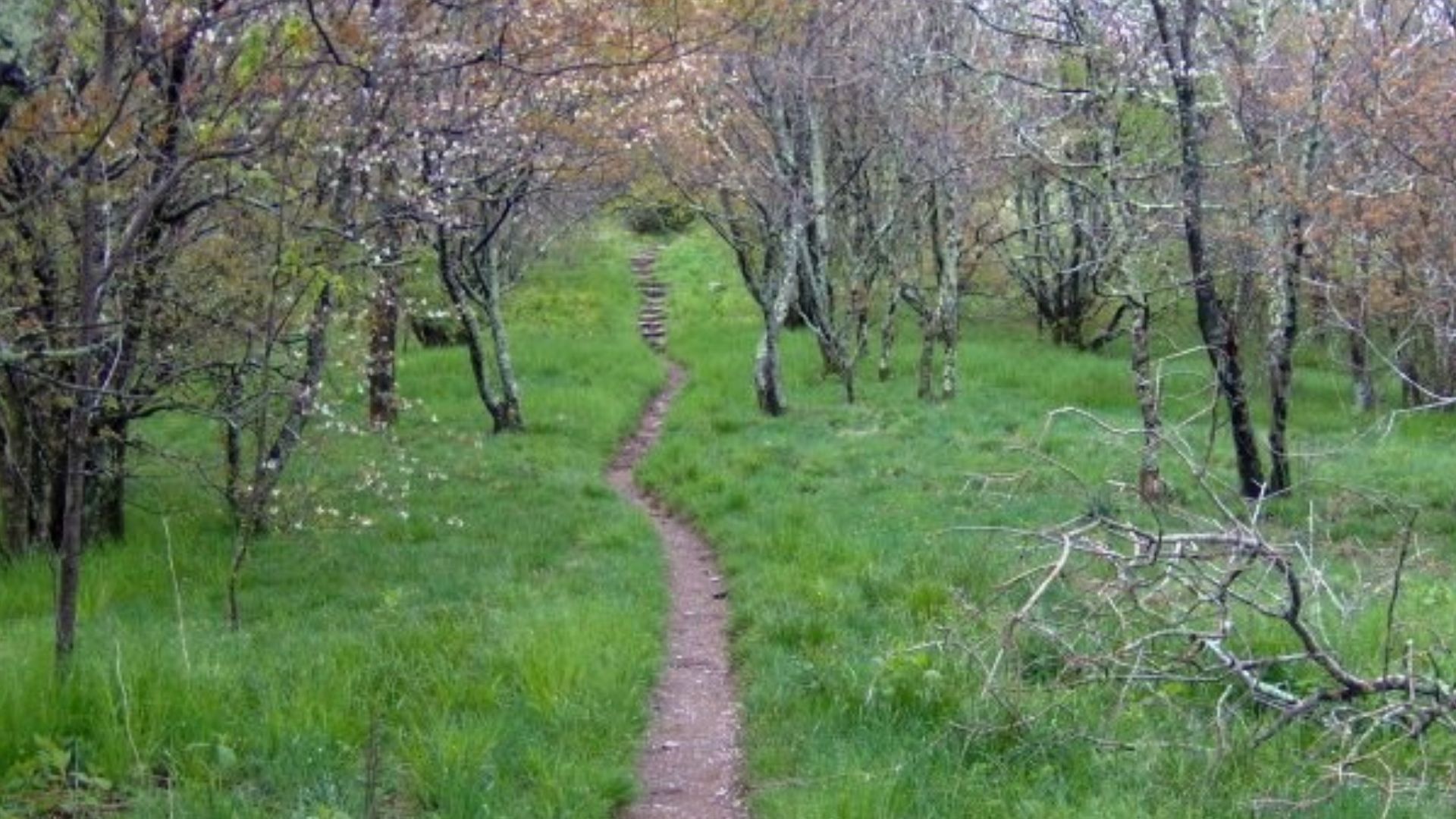 The Appalachian Trail traversing Spence Field in the Great Smoky Mountains.  

Once a highland pasture, Spence Field is being slowly reclaimed by trees, as it is not being maintained as a grassy bald by the Park Service.