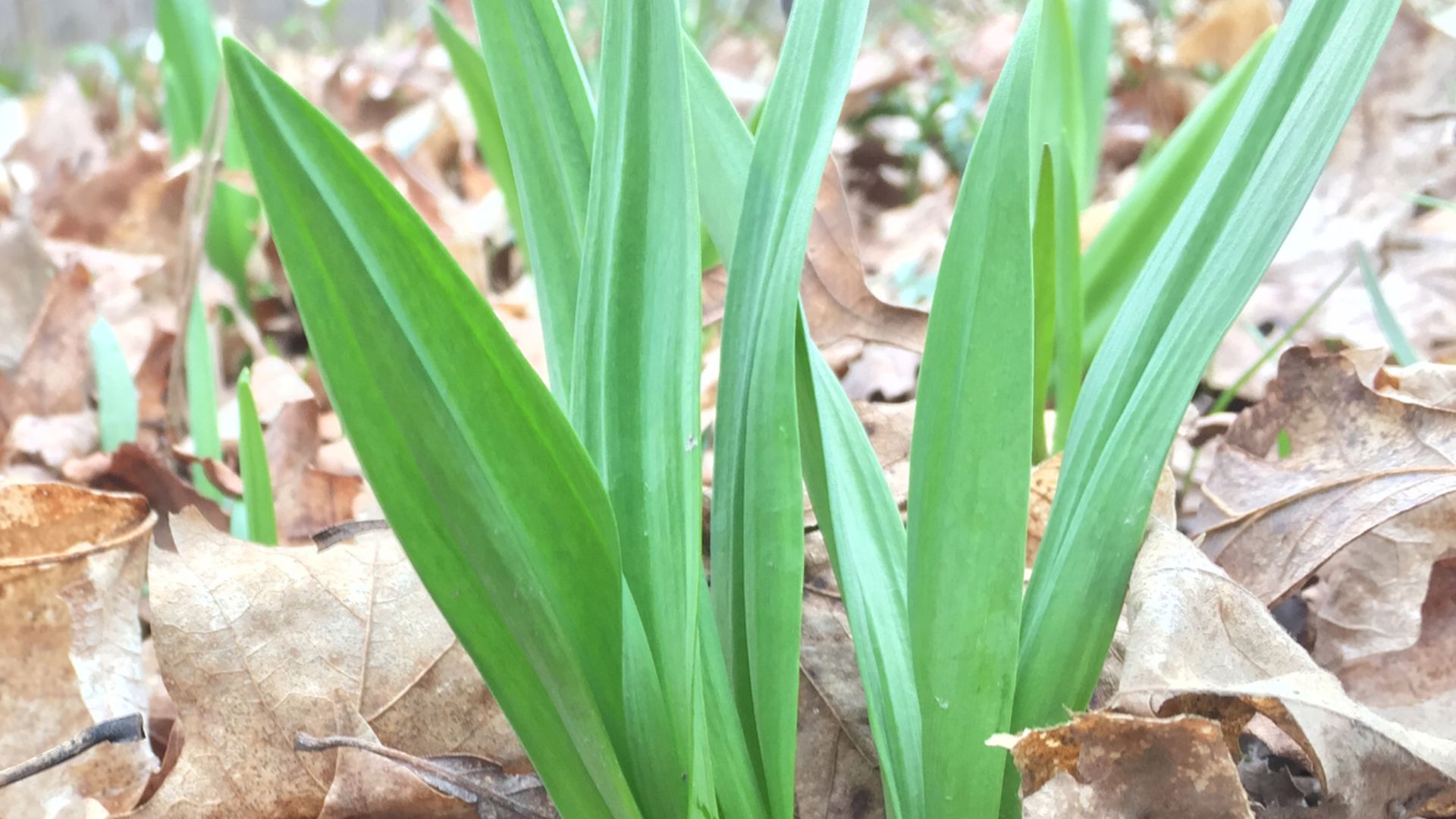 https://www.inaturalist.org/observations/5503124