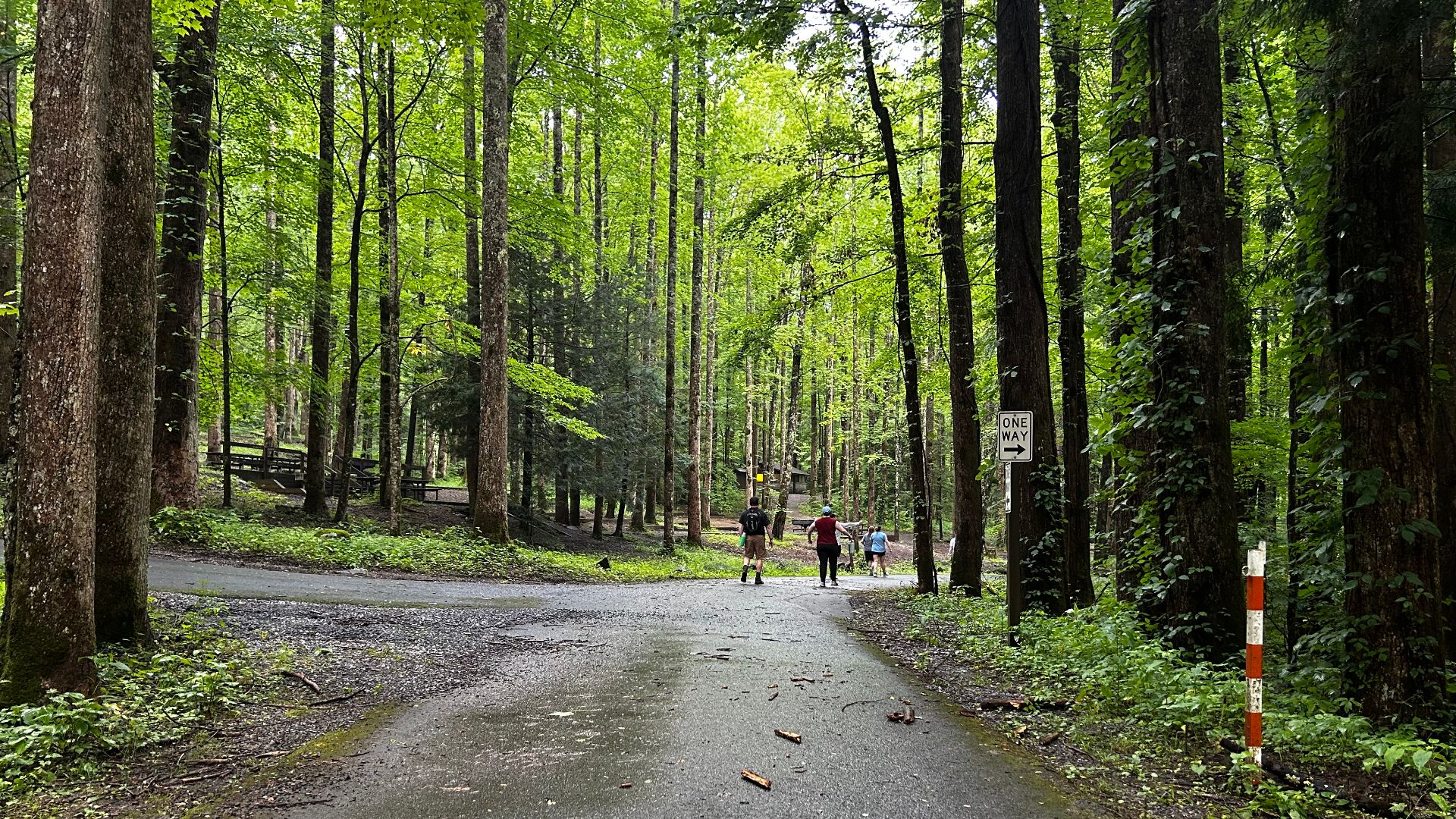 A road in the Great Smoky Mountains National Park, in Tennessee.