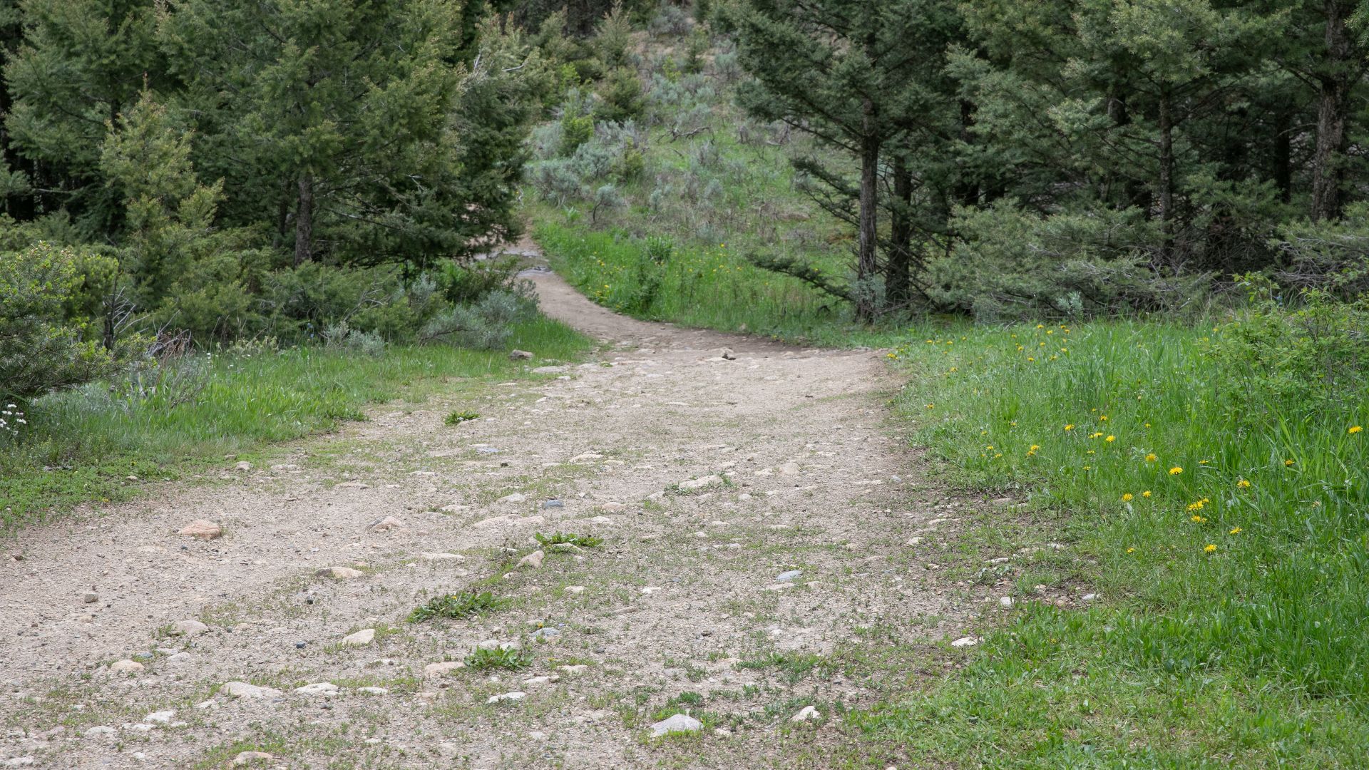 A wide dirt trail goes down a hill and out of sight.
Hellroaring Trailhead
Keywords: yellowstone national park; trails; hellroaring creek trail; hiking; visitor activities; 20190613_dmr_7757