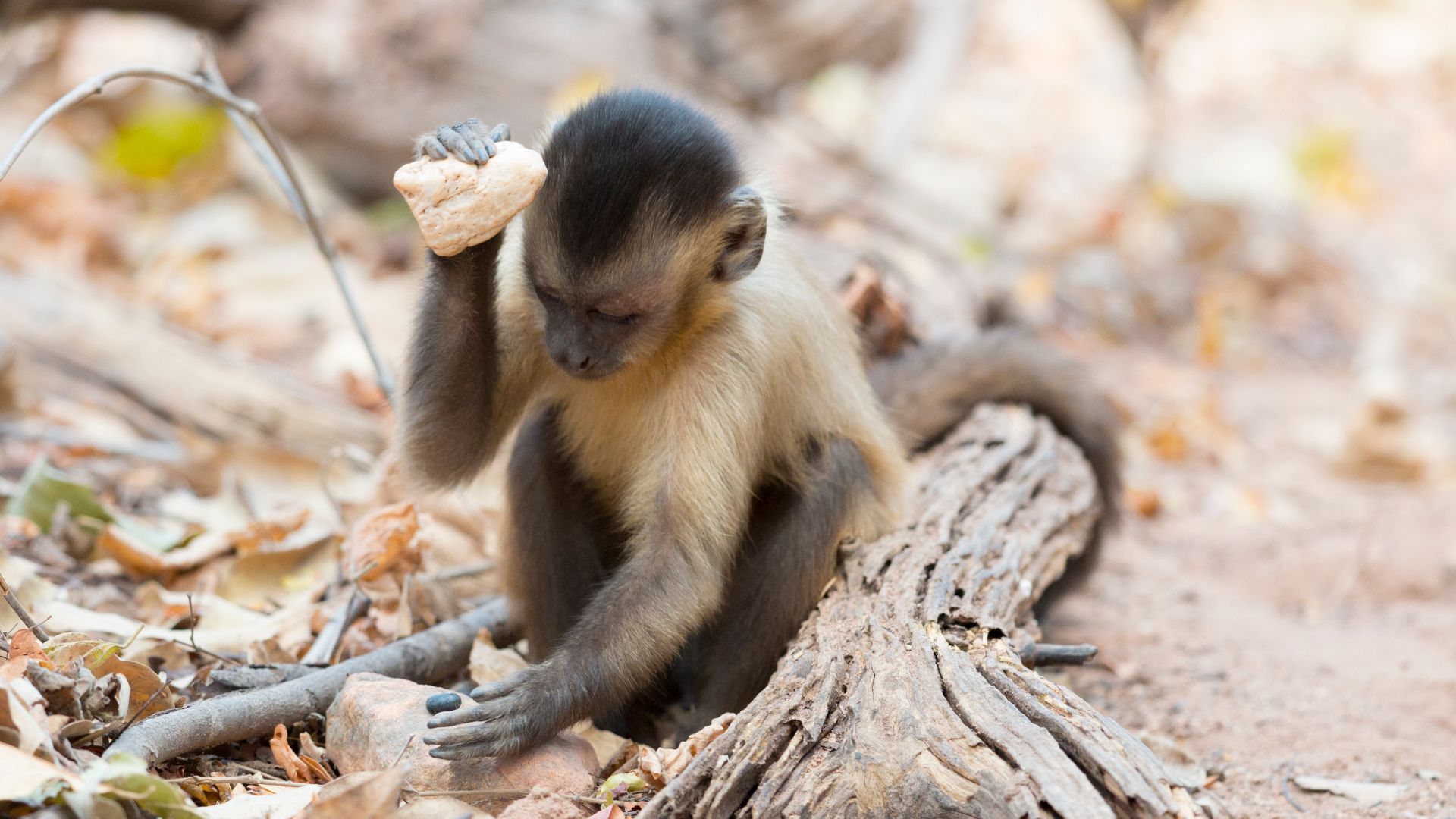 A juvenile capuchin monkey (Sapajus libidinosus) using a stone as tool to open a seed. The capuchin population from Serra da Capivara has the most complex tool set known for neotropical primates.