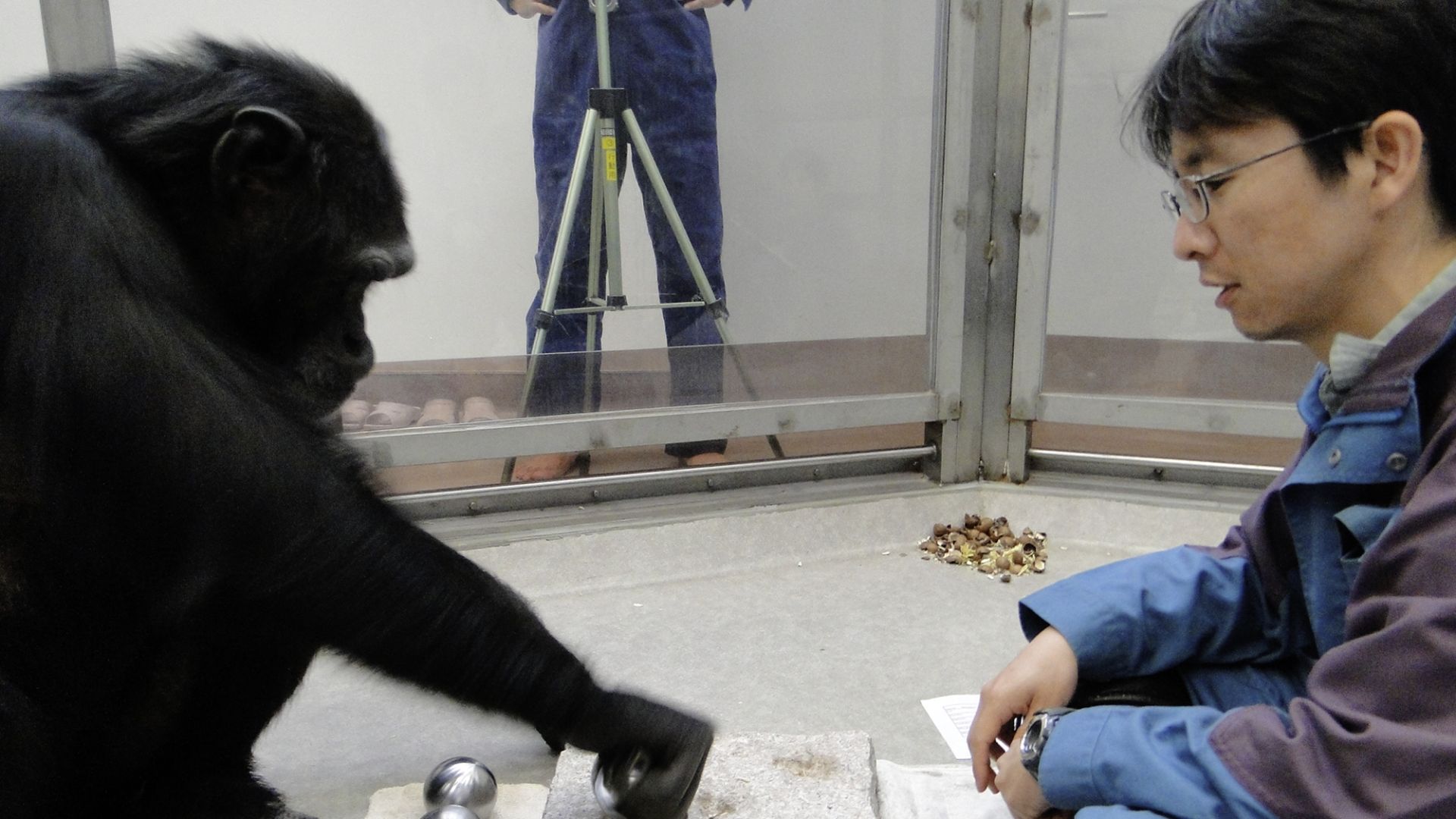 A chimpanzee using a spherical hammer to crack open a nut in a pit of the anvil