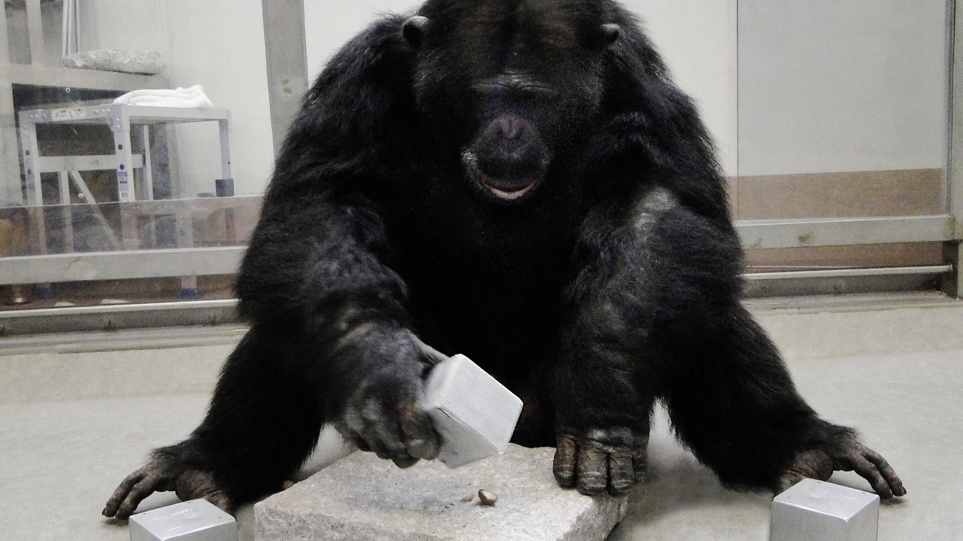 A chimpanzee using a cuboid-shaped hammer to crack open a nut in a pit of the anvil