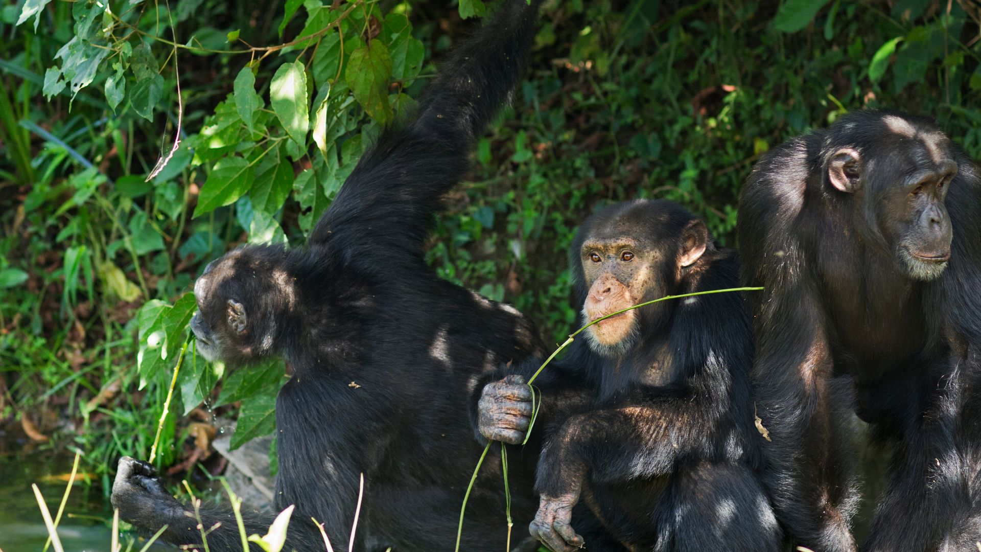 La récolte des algues par les chimpanzés