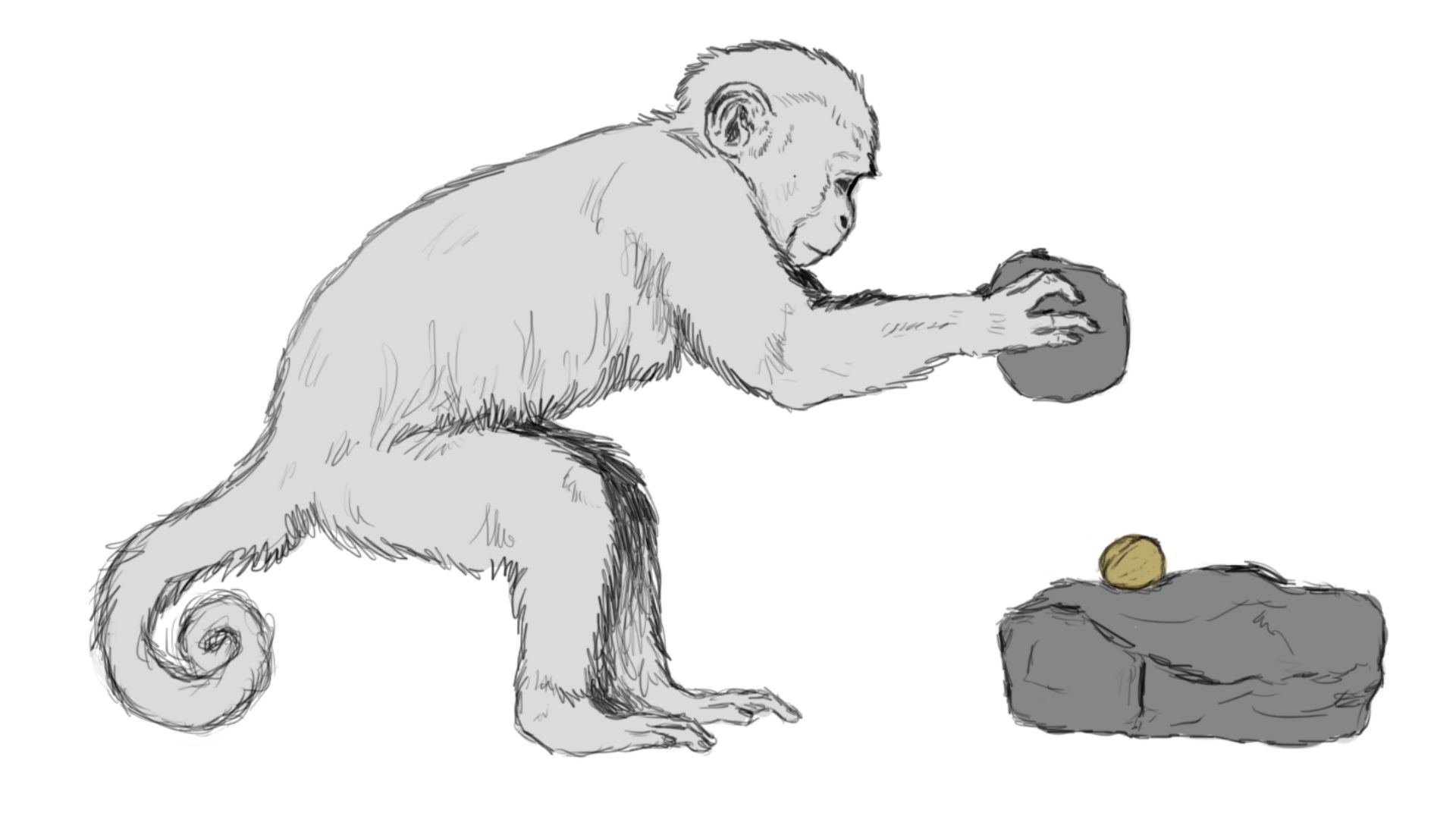 Illustration of bearded capuchin cracking nut with stone anvil and hammer