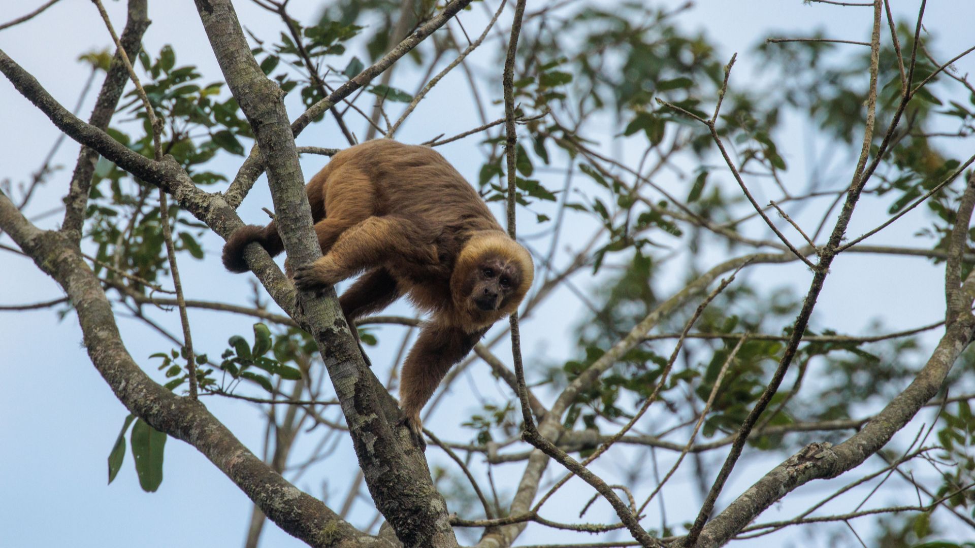 Blonde Capuchin (Sapajus flavius) in Brazil