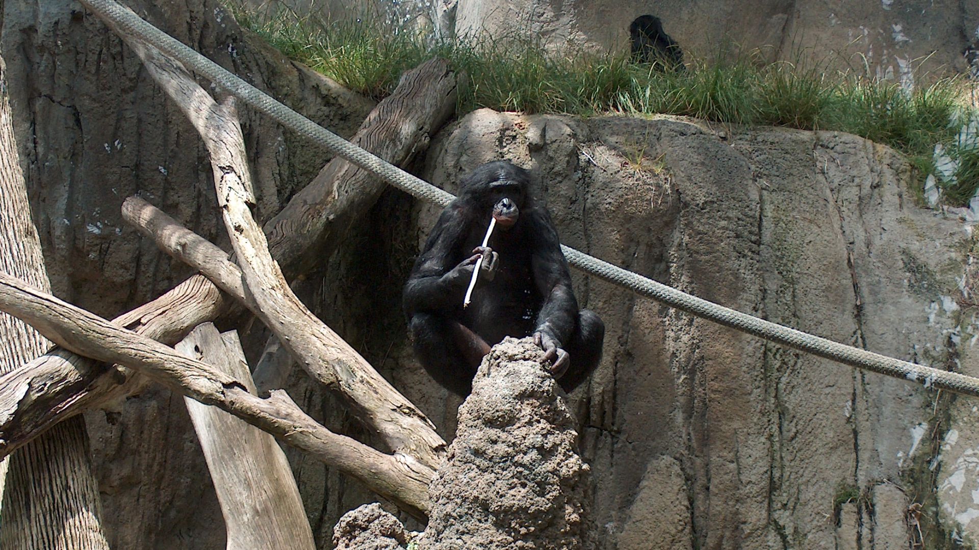 Bonobo at the San Diego Zoo