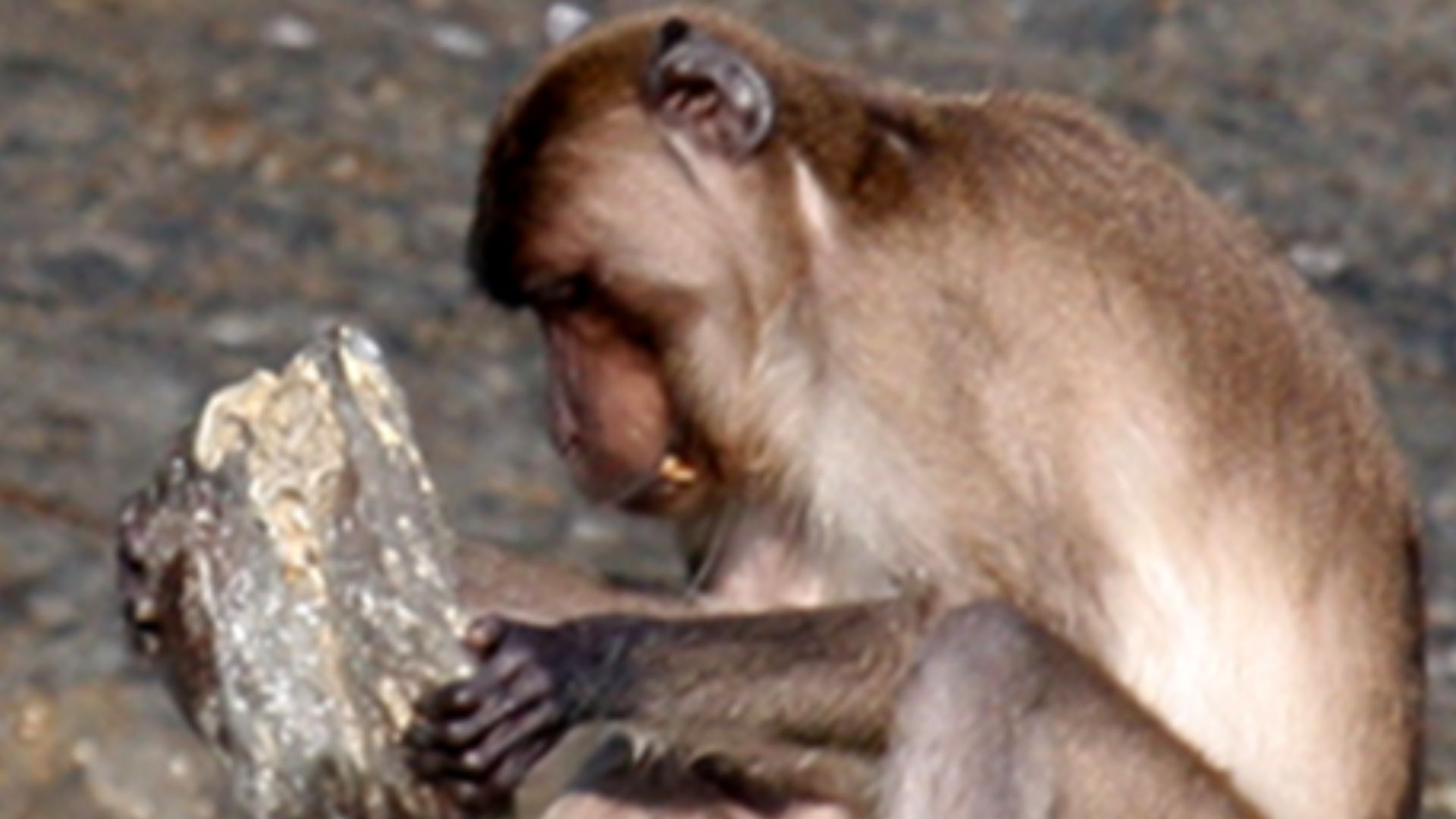 Macaca fascicularis aurea using a stone tool.
Photo by Michael D. Gumert. 

Cropped from doi:10.1371/journal.pone.0072872.g002, which is also available at File:Macaca fascicularis aurea stone tools - journal.pone.0072872.g002.png.
