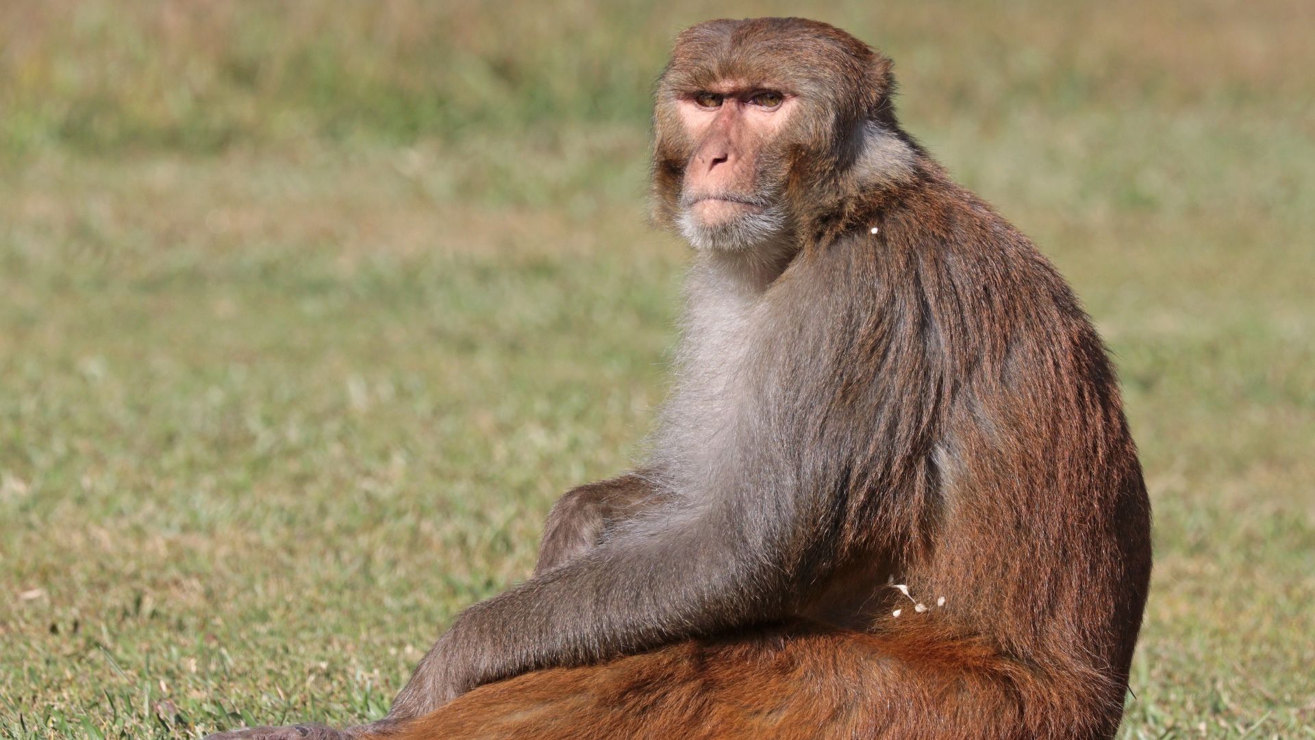 Rhesus macaque (Macaca mulatta mulatta), male, Gokarna Forest, Near Kathmandu, Nepal