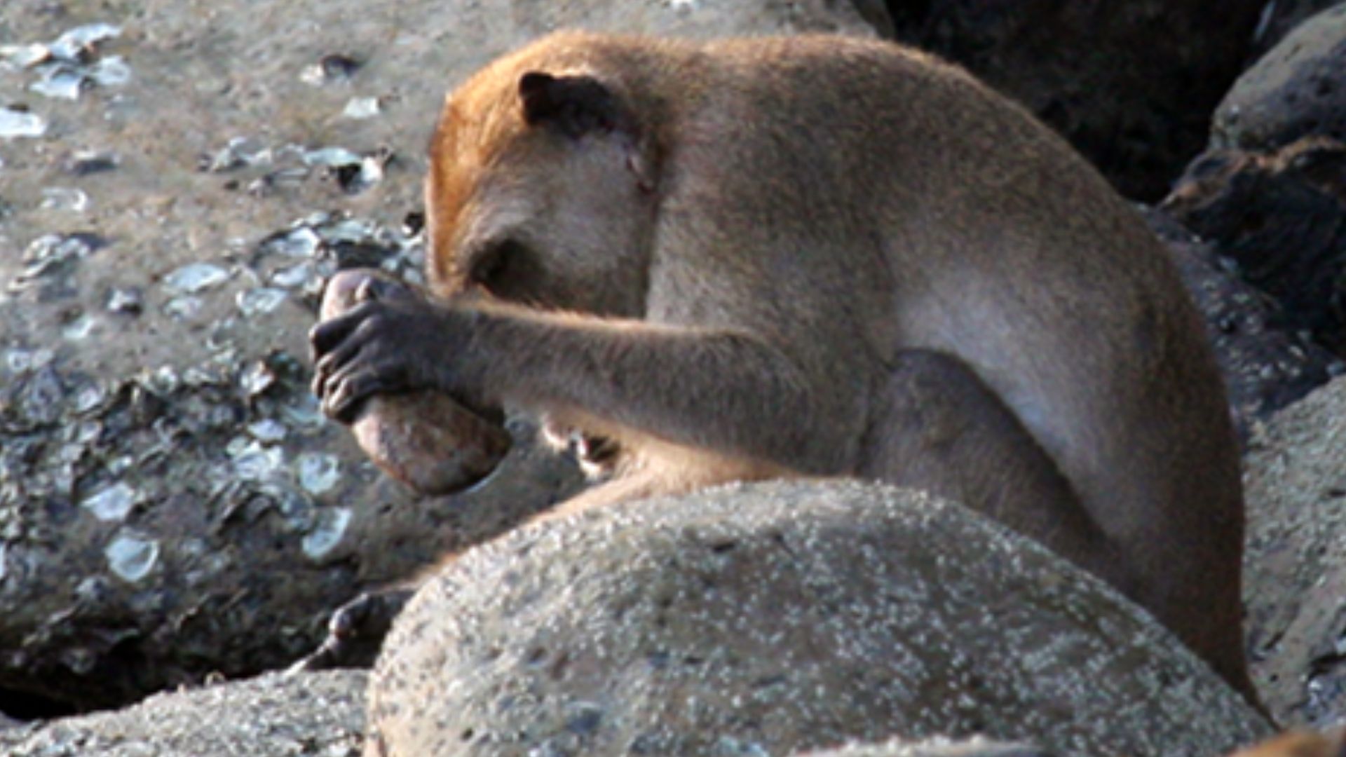 Macaca fascicularis aurea using a stone tool.
Photo by Michael D. Gumert. 

Cropped from doi:10.1371/journal.pone.0072872.g002, which is also available at File:Macaca fascicularis aurea stone tools - journal.pone.0072872.g002.png.
