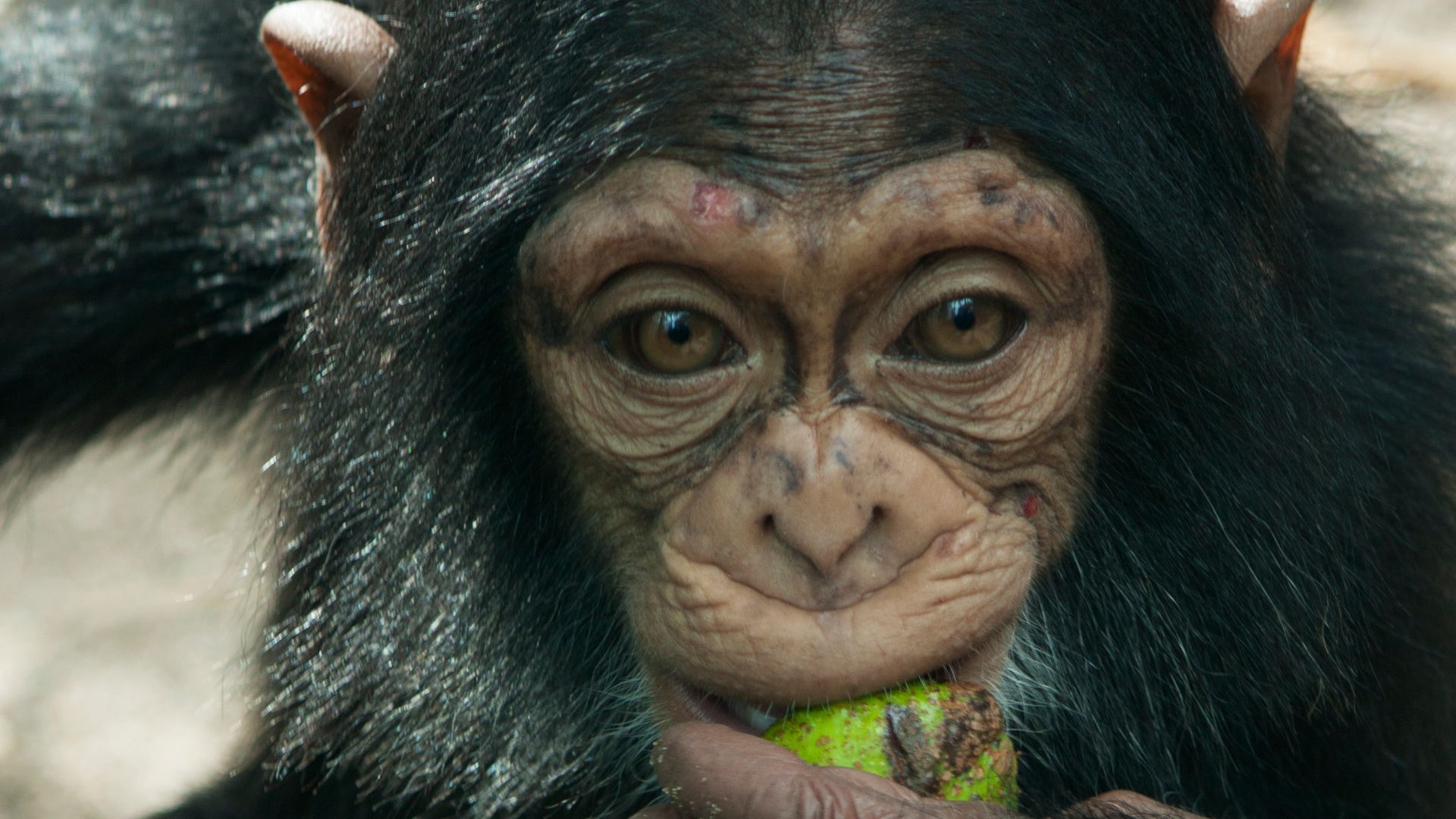 Artis Royal Zoo - Amsterdam - The Netherlands