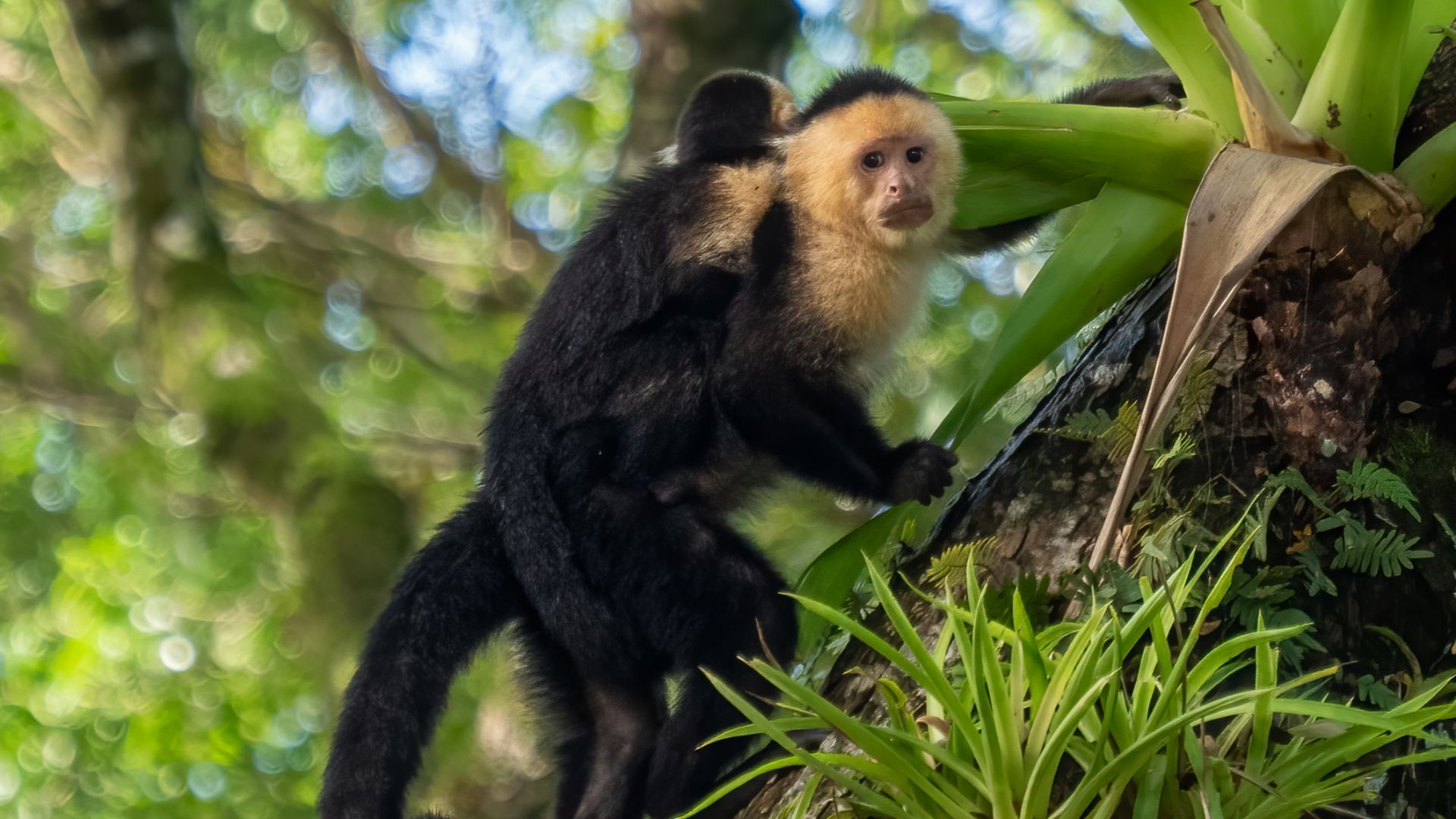 Panamanian white-faced capuchin