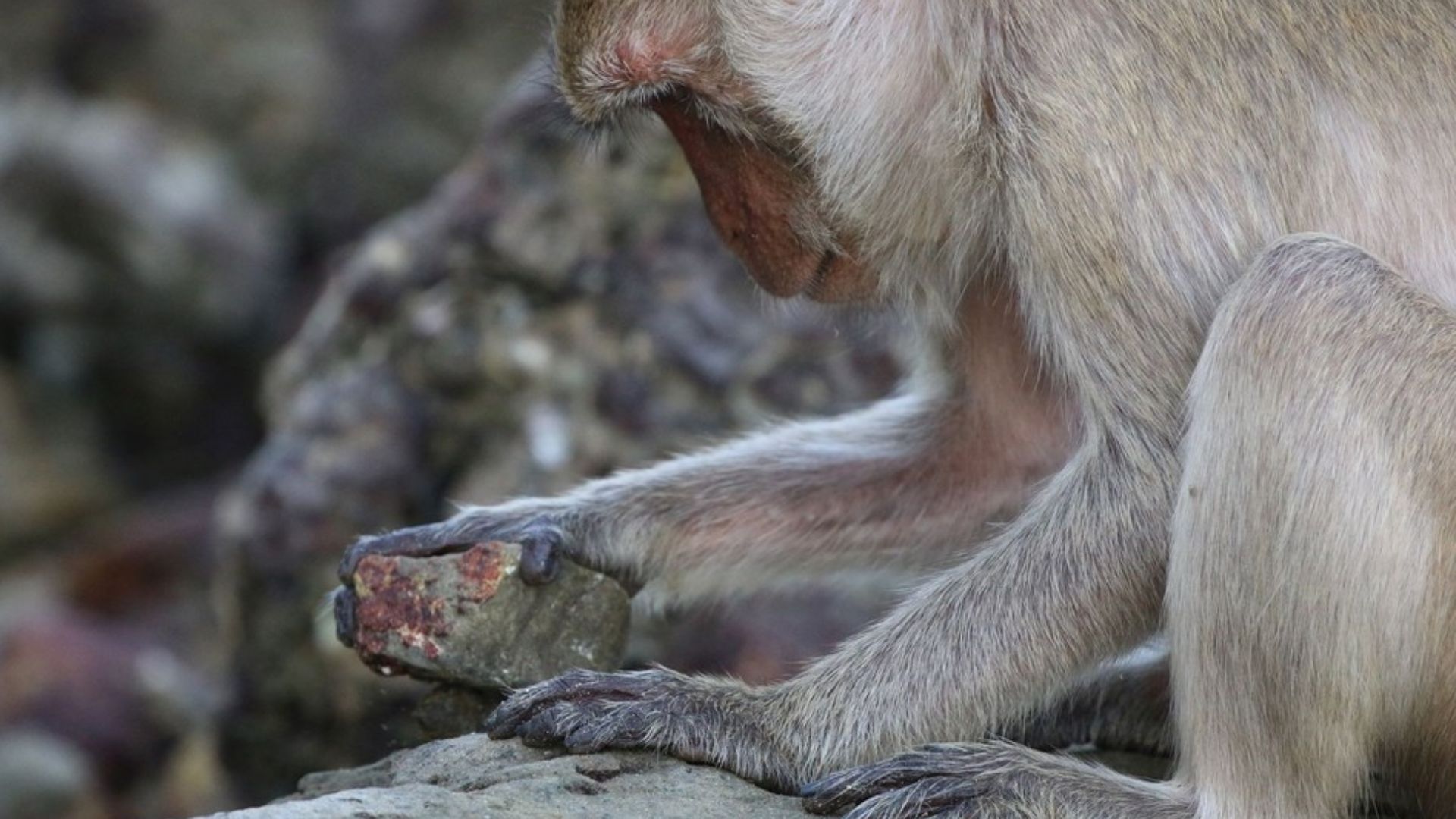 (A) Adult male long-tailed macaque using a stone tool to crack open a snail in Khao Sam Roi Yot National Park. (B) Size difference between NomSao and Koram Islands of most commonly harvested snails. (C) Abandoned macaque tool at shellfish cracking site, w