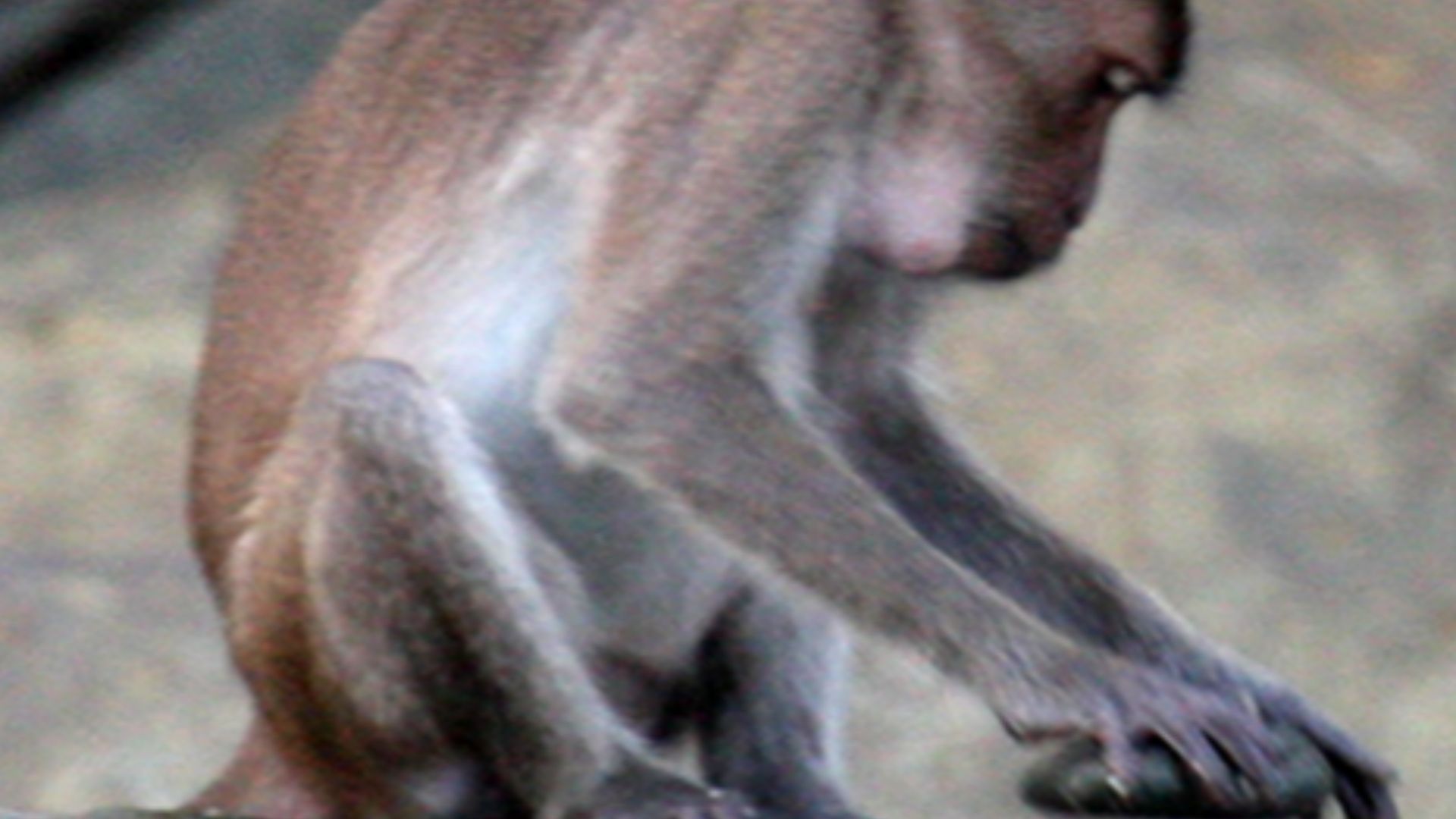 Macaca fascicularis aurea using a stone tool.
Photo by Michael D. Gumert. 

Cropped from doi:10.1371/journal.pone.0072872.g002, which is also available at File:Macaca fascicularis aurea stone tools - journal.pone.0072872.g002.png.