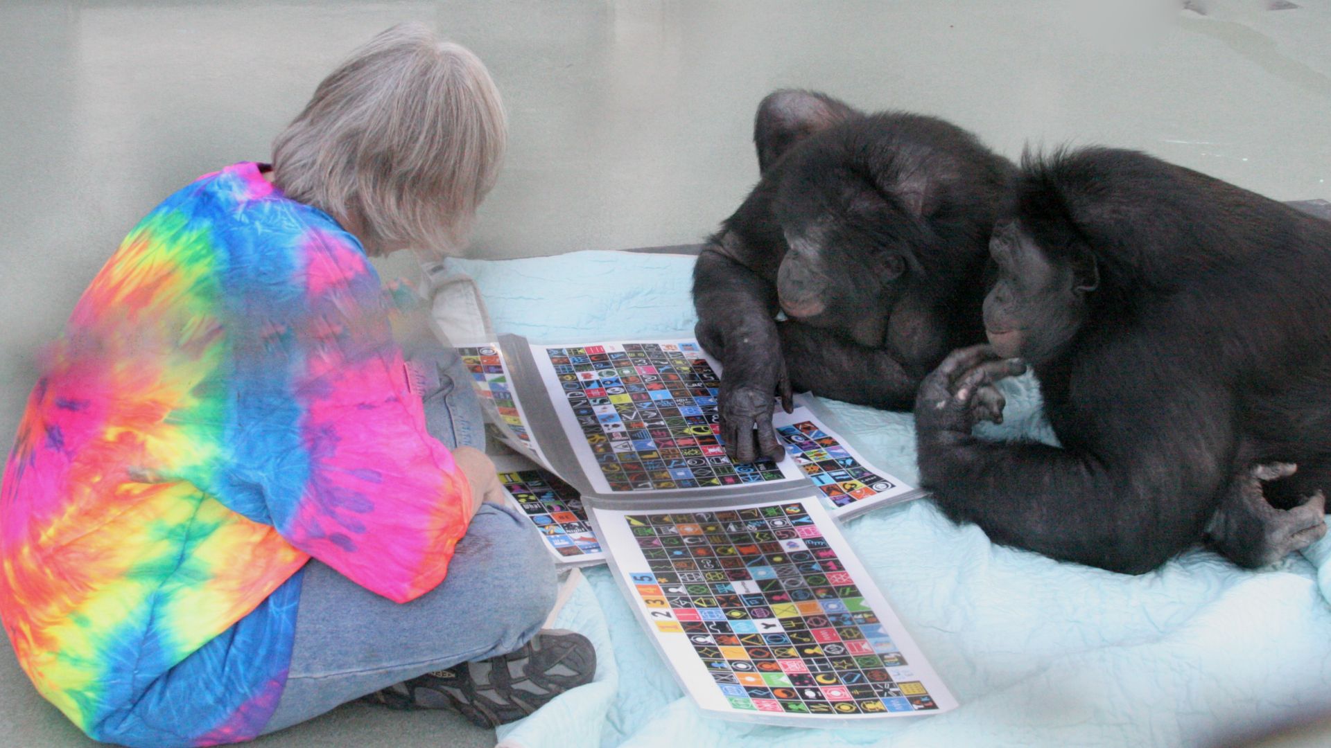 Sue Savage-Rumbaugh (L), Kanzi (R), and his sister Panbinisha (C) working at the portable