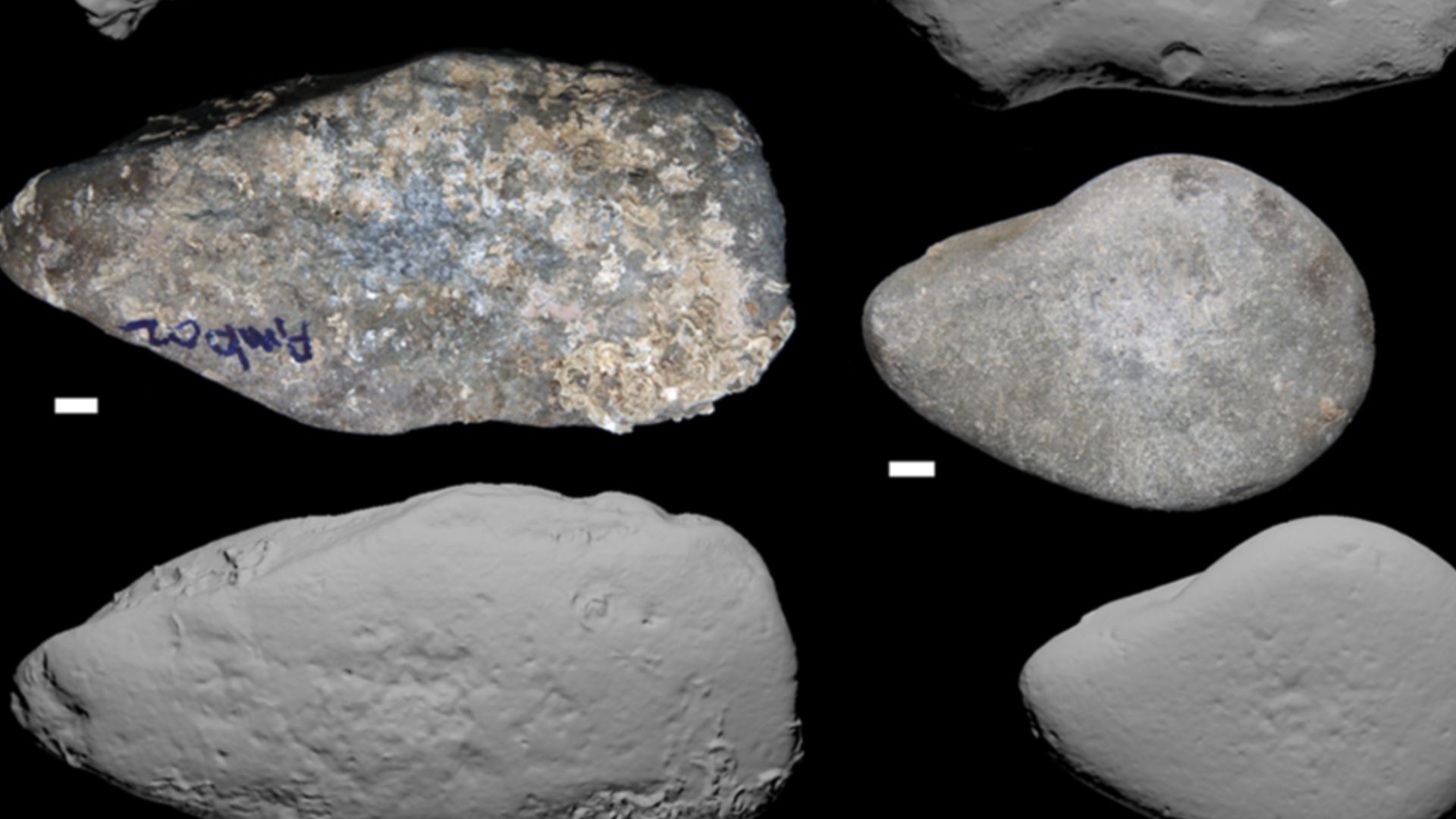 Macaca fascicularis aurea stone tools.
Each tool is accompanied by a photo of the tool in use by a macaque prior to its collection. Each tool is represented by a photograph (with 1 cm scale) and a 3D scan of the same face, displaying use-wear. Tool codes 