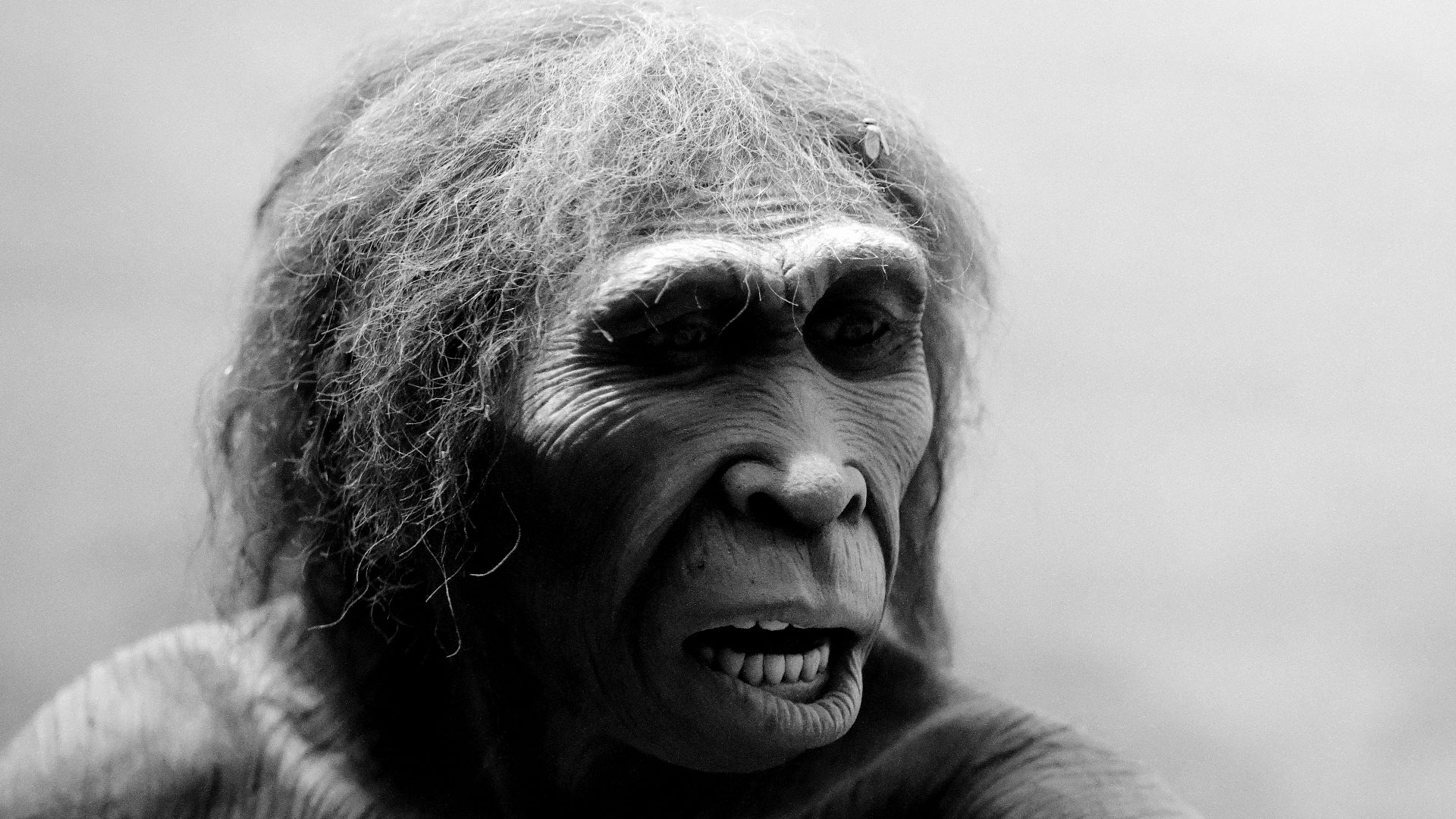 Homo ergaster reconstruction, American Museum of Natural History
An educated guess of homo ergaster (meaning