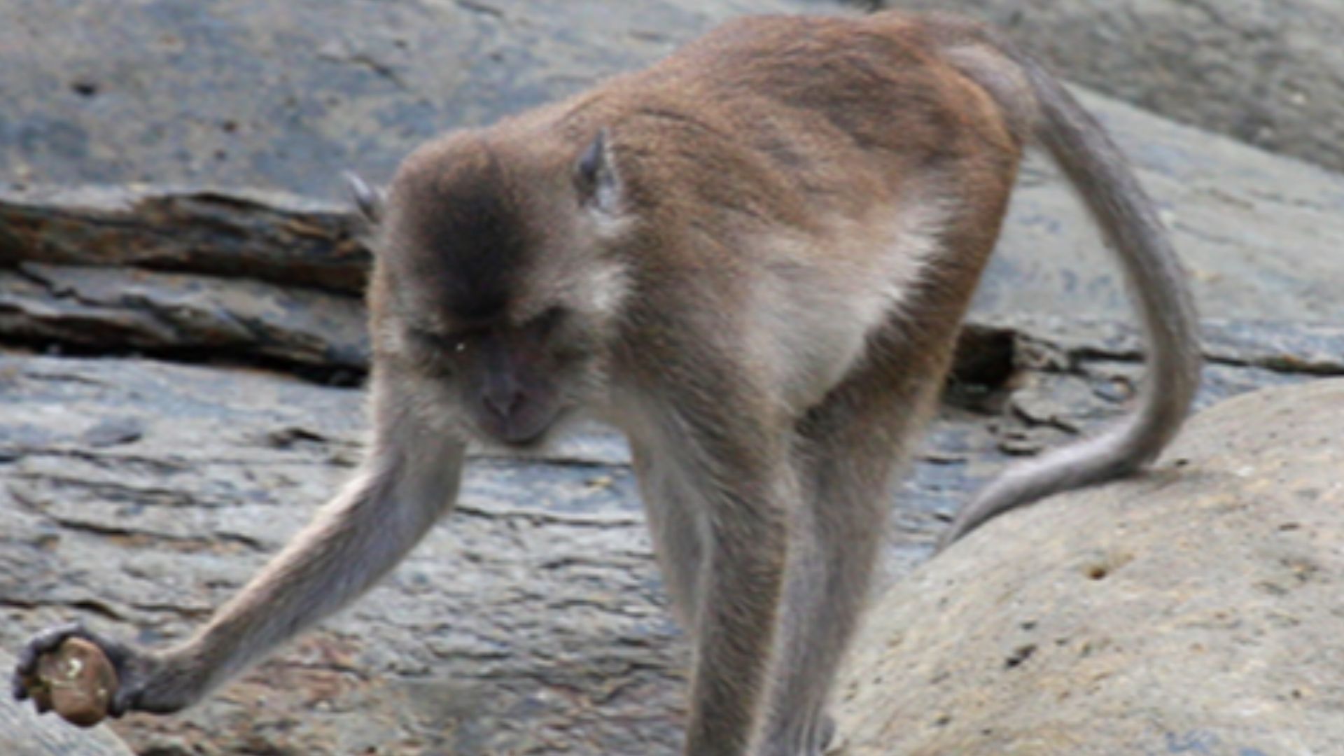 Macaca fascicularis aurea using a stone tool.
Photo by Michael D. Gumert. 

Cropped from doi:10.1371/journal.pone.0072872.g002, which is also available at File:Macaca fascicularis aurea stone tools - journal.pone.0072872.g002.png.