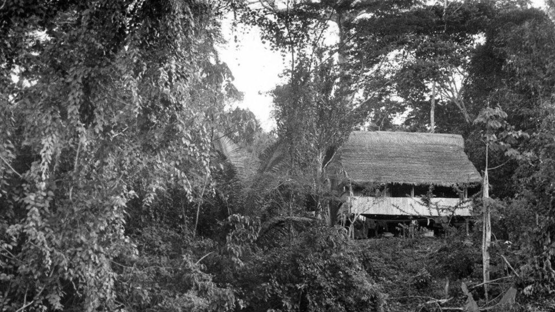 The biological research station Panguana (Peru) in the Year 1971.