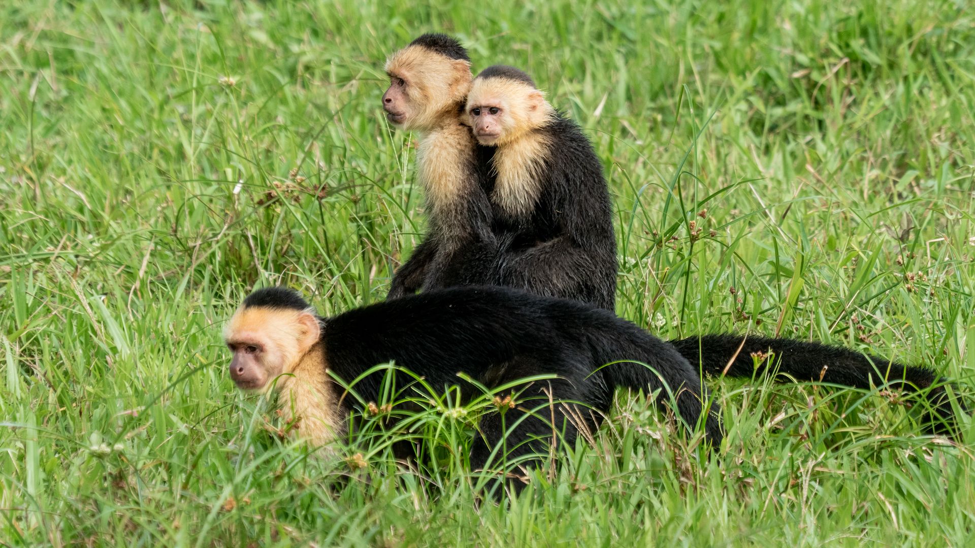 Panamanian white-faced capuchin female, male, and baby