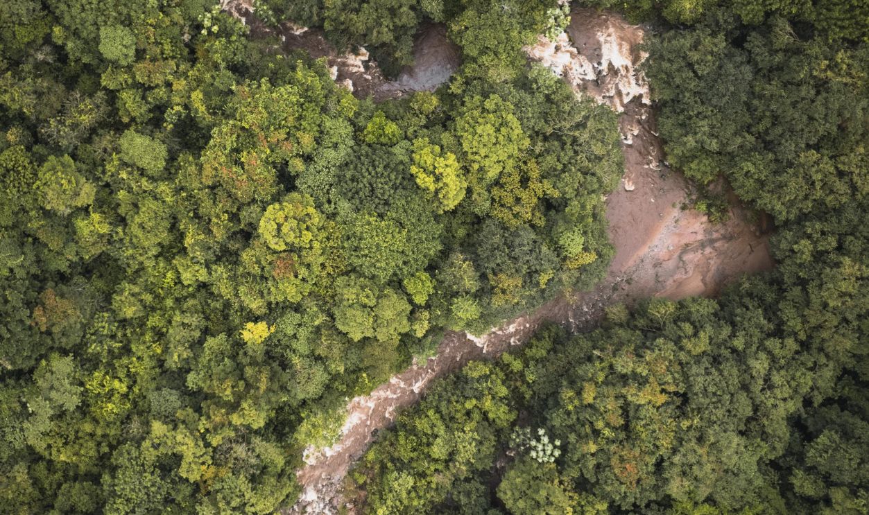 Explore the vibrant green canopy of the rainforest in Naranjos, San Martin, Peru from above