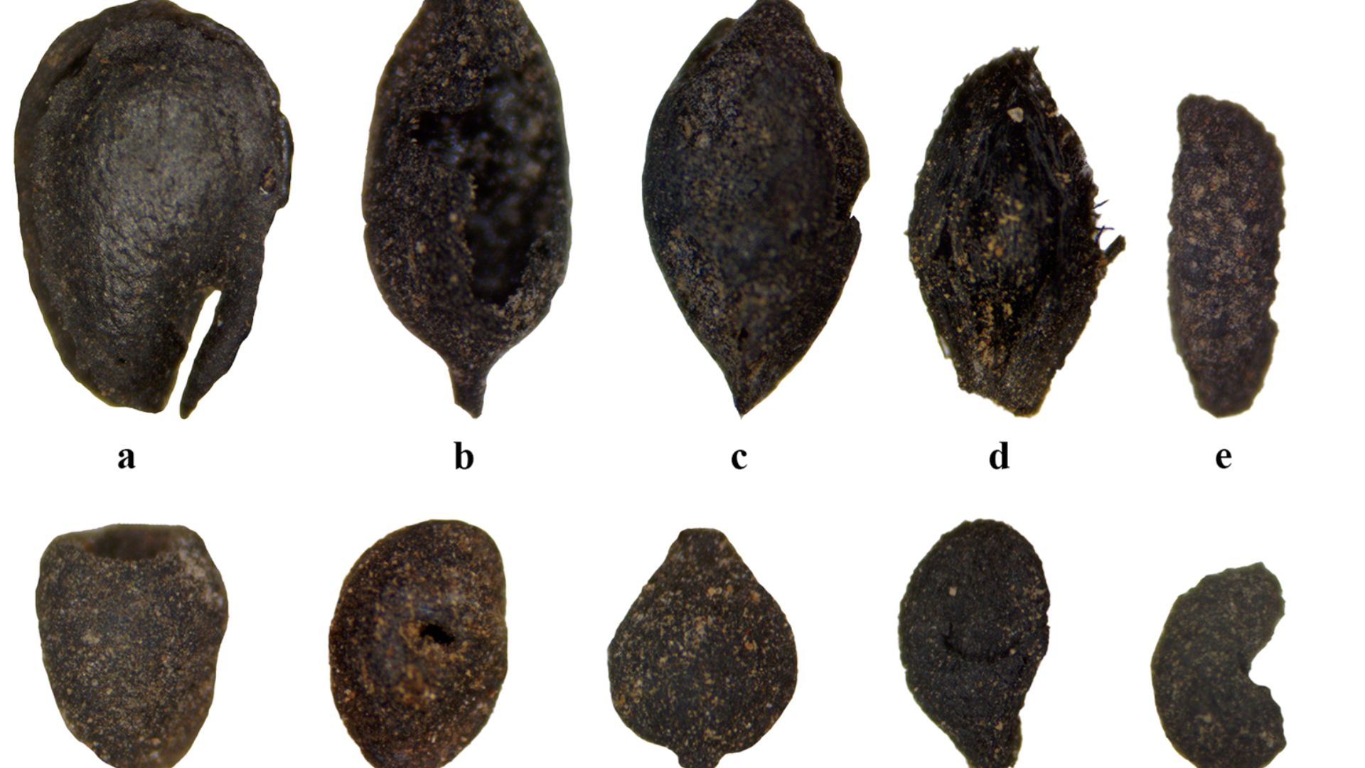 Seeds (a–c, e–w) and other macrobotanicals (d, w) recovered from combustion features: (a) peppergrass; (b) cf. sedge.; (c) knotweed family (Polygonaceae) endosperm; (d) possible bud fragment; (e) phacelia; (f) mare's tail; (g) dodder; (h) spikerush.; (i) 