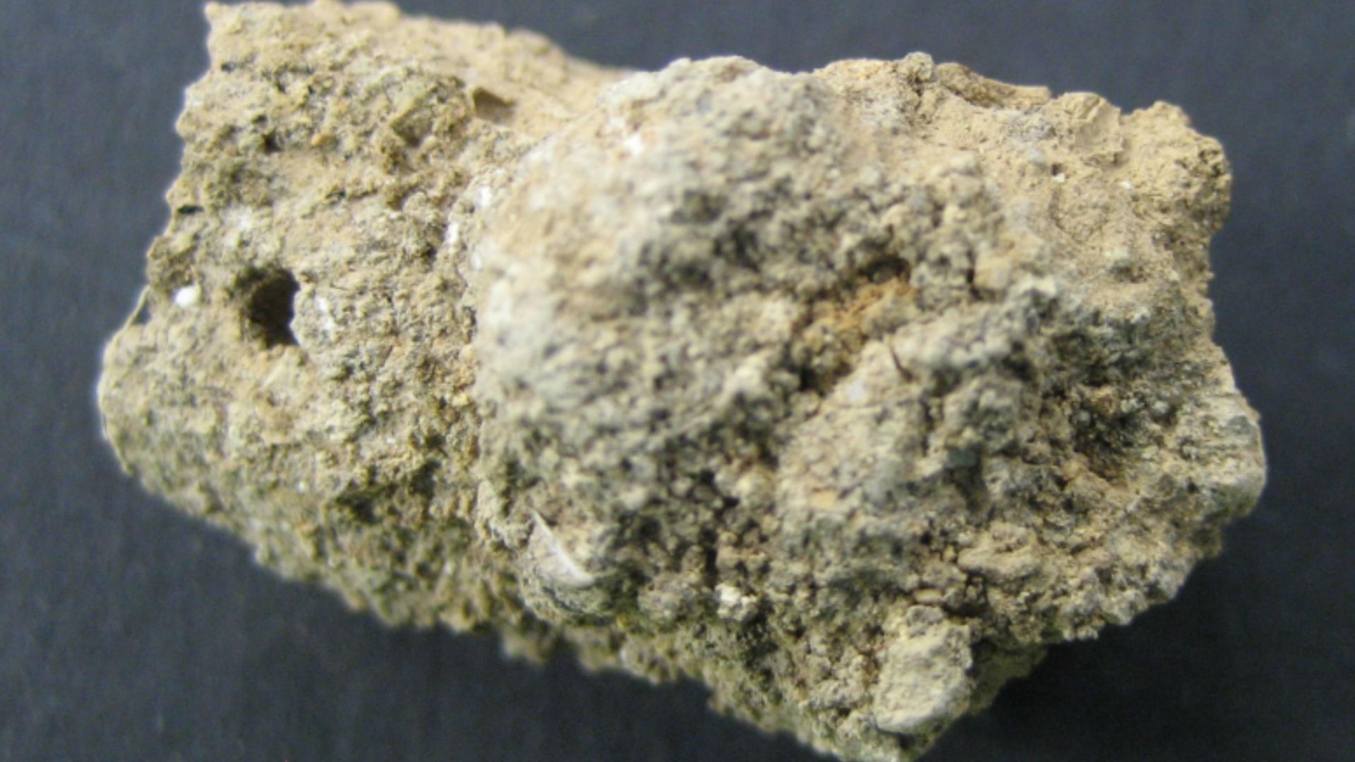 Human paleofeces from the Neolithic site Çatalhöyük