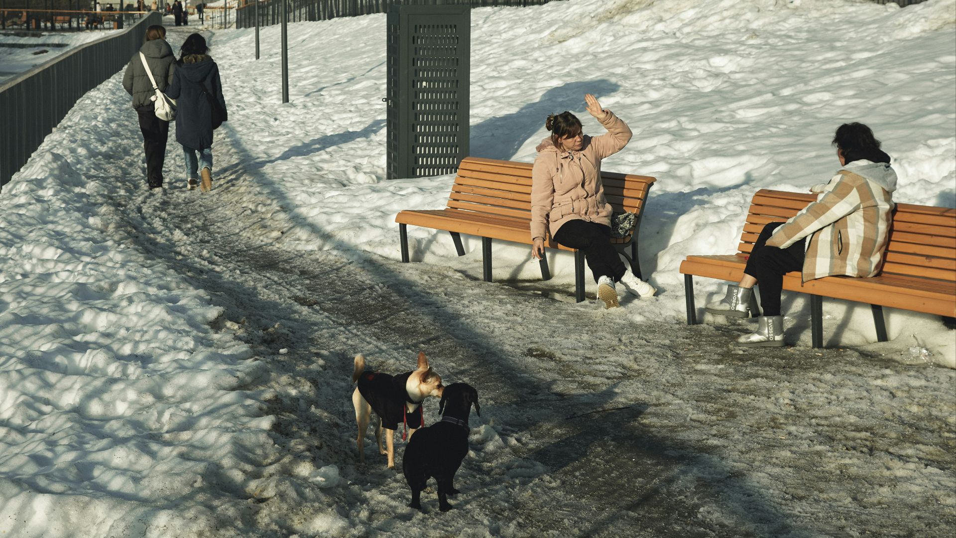 People and dogs on a snowy park path