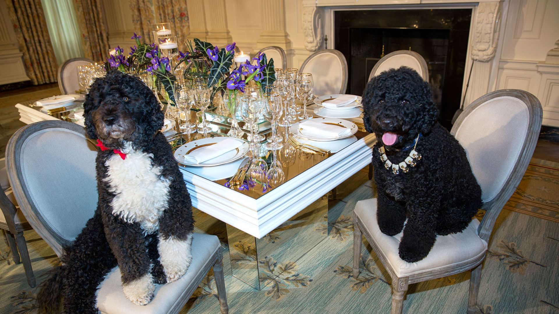 File:Obama family pets Bo, left, and Sunny sit at a table in the State Dining Room of the White House, 2014.jpg