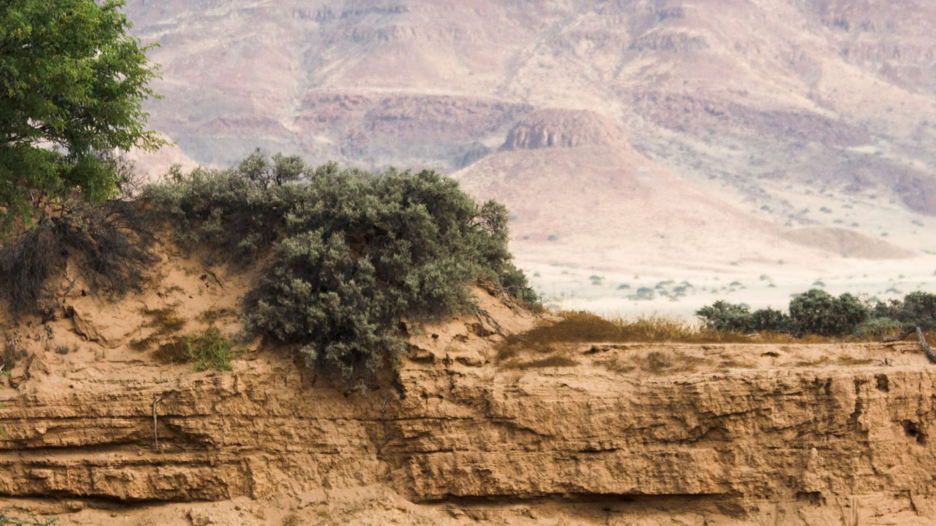 File:Elephant in Huab riverbed (3690384106).jpg