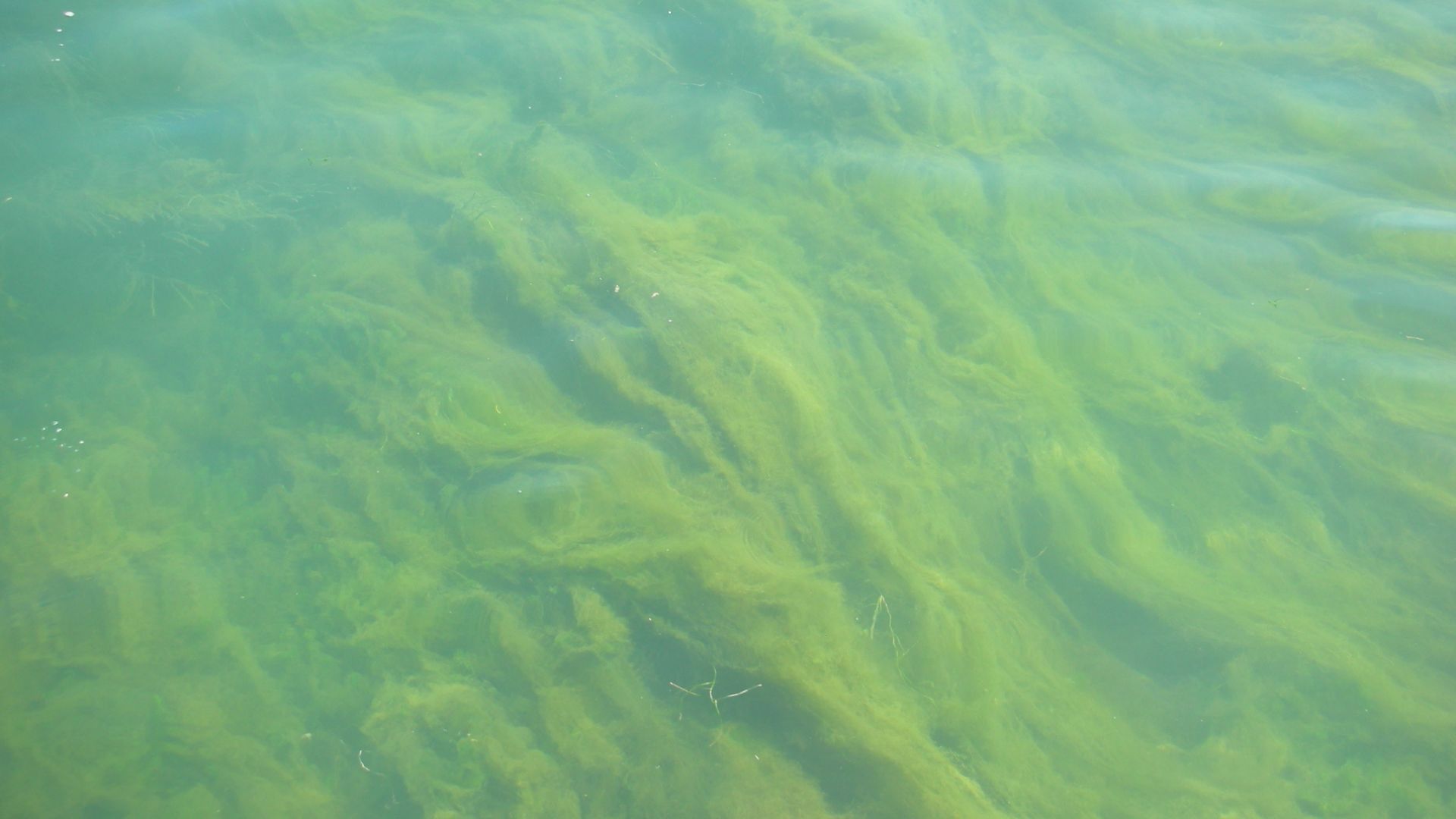 File:Detroit River Blue-Green Algae (5842556937).jpg