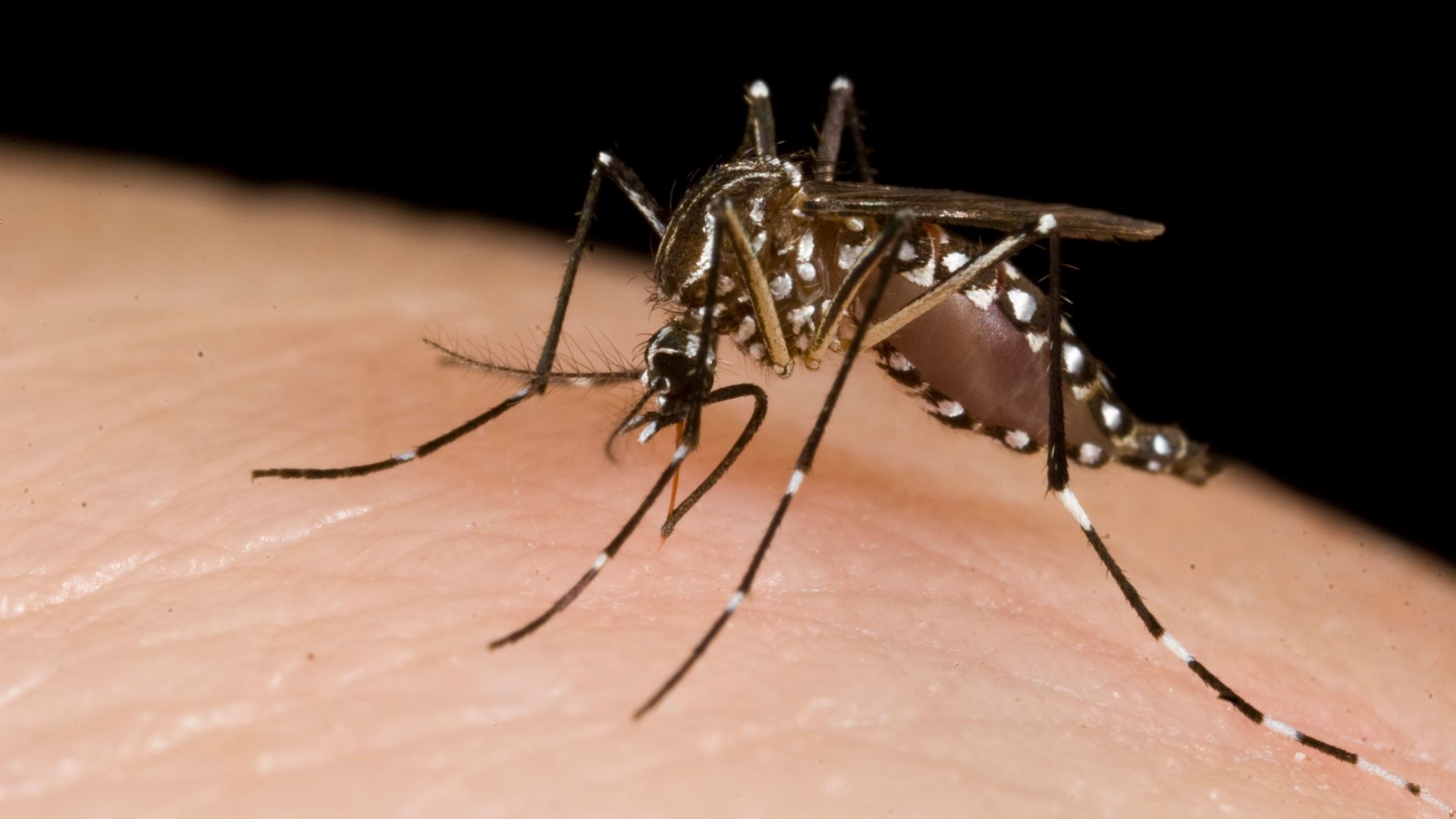 File:Mosquitoes (10703811283).jpg