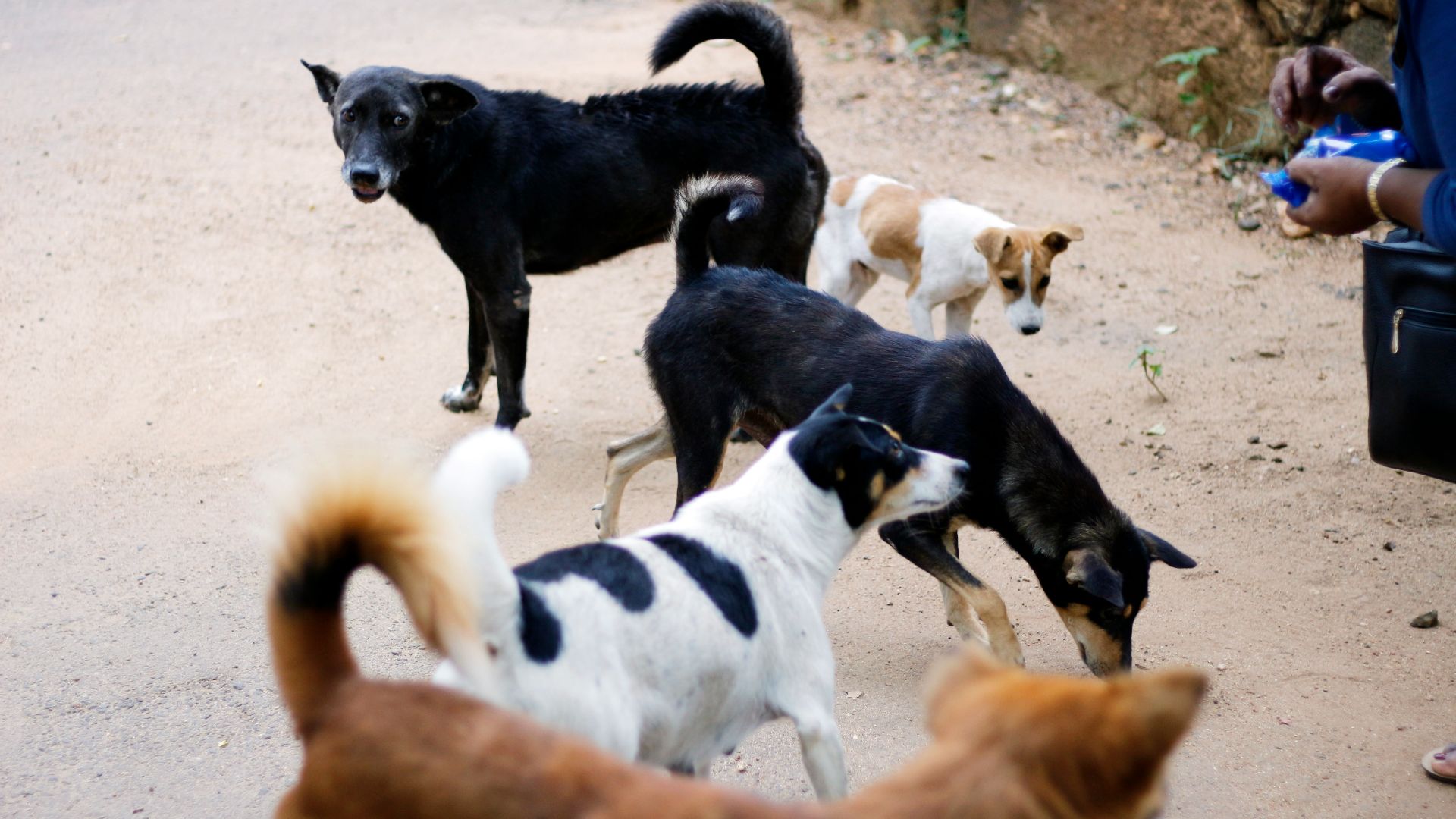 black and white short coated dogs