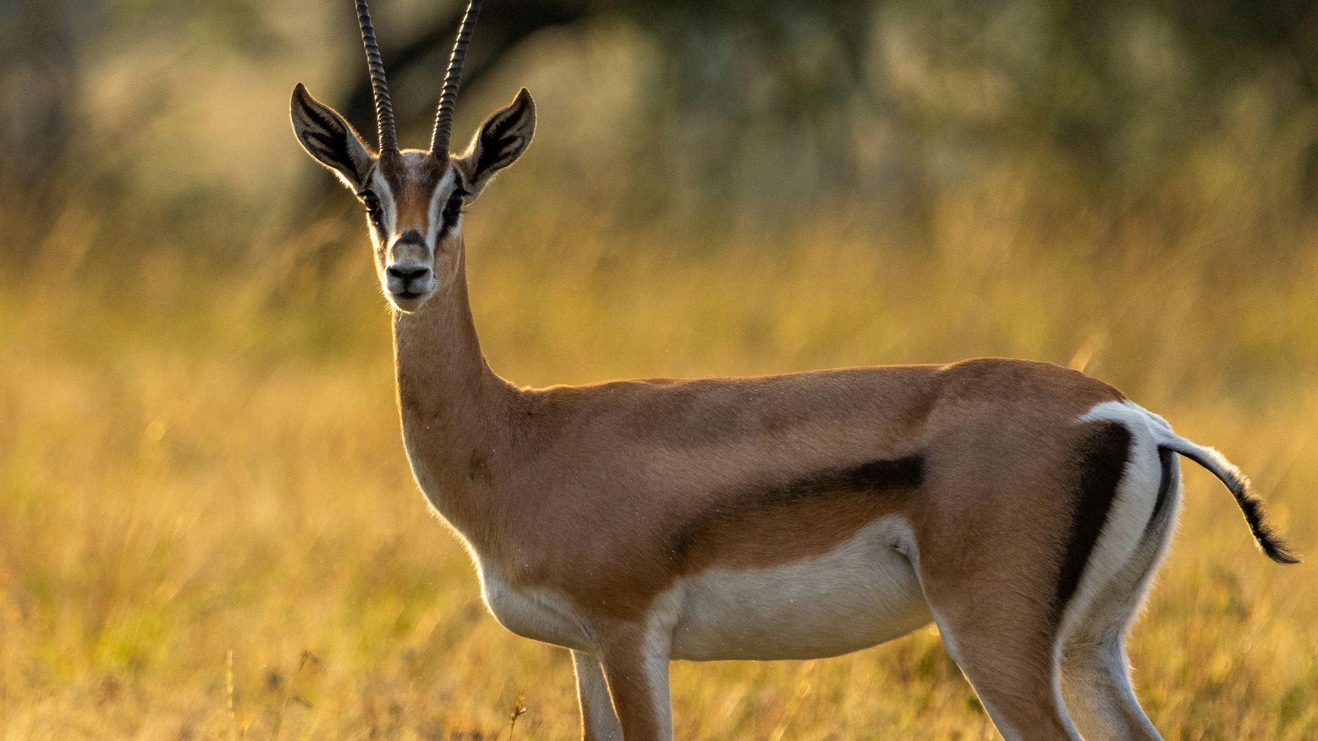 a gazelle standing in a grassy field with trees in the background