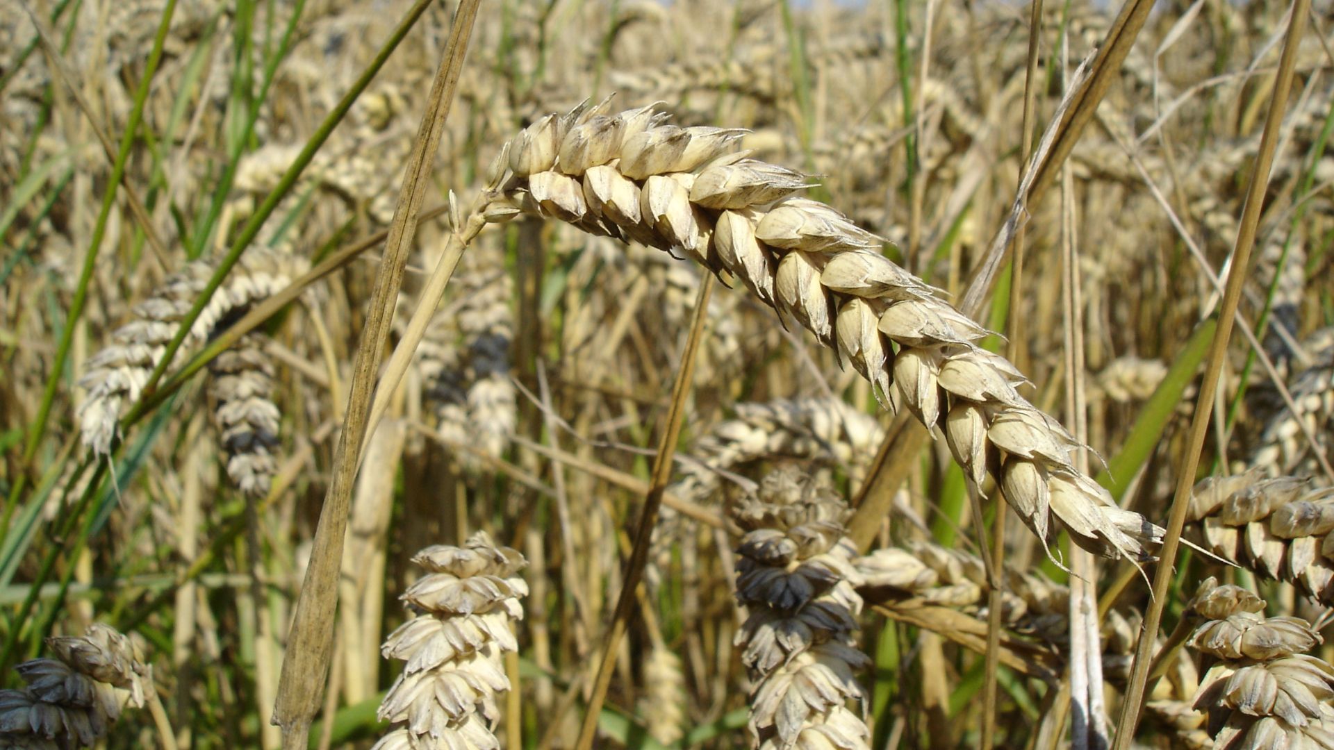 File:Wheat close-up.JPG