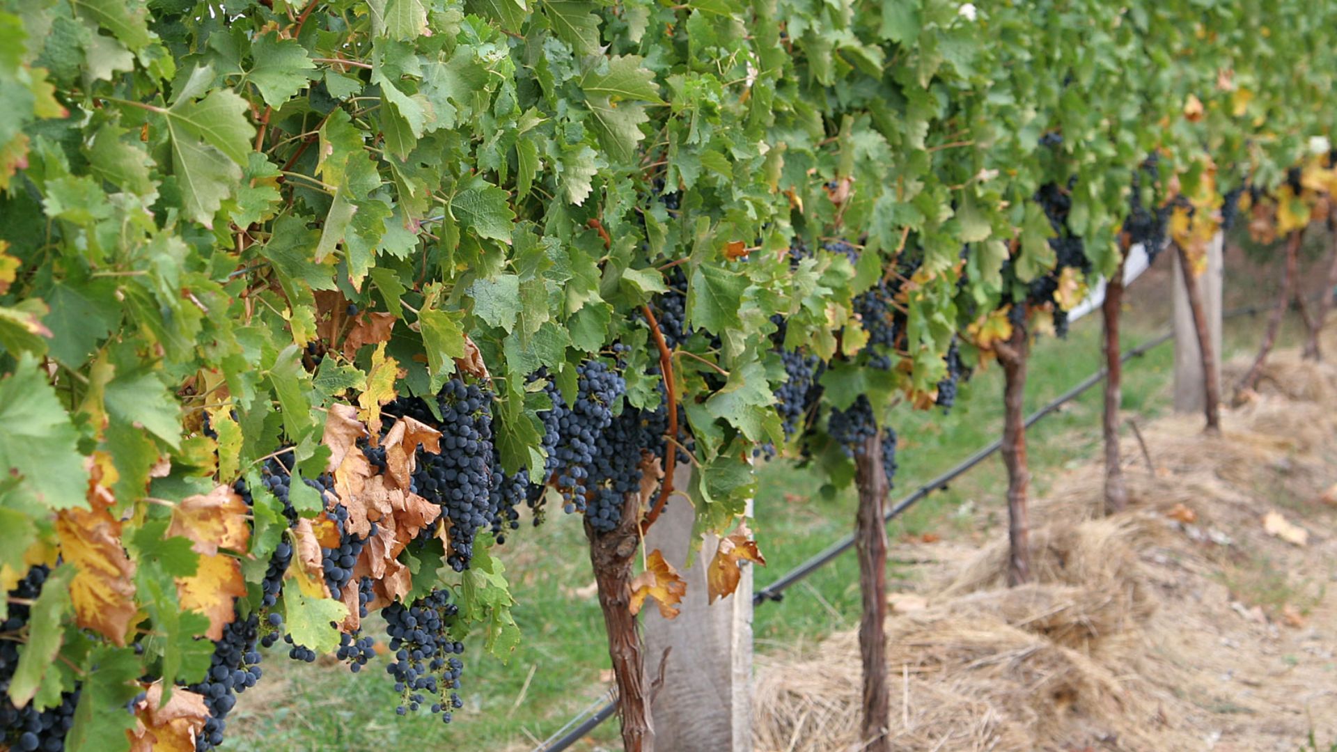 File:Grape vines.jpg