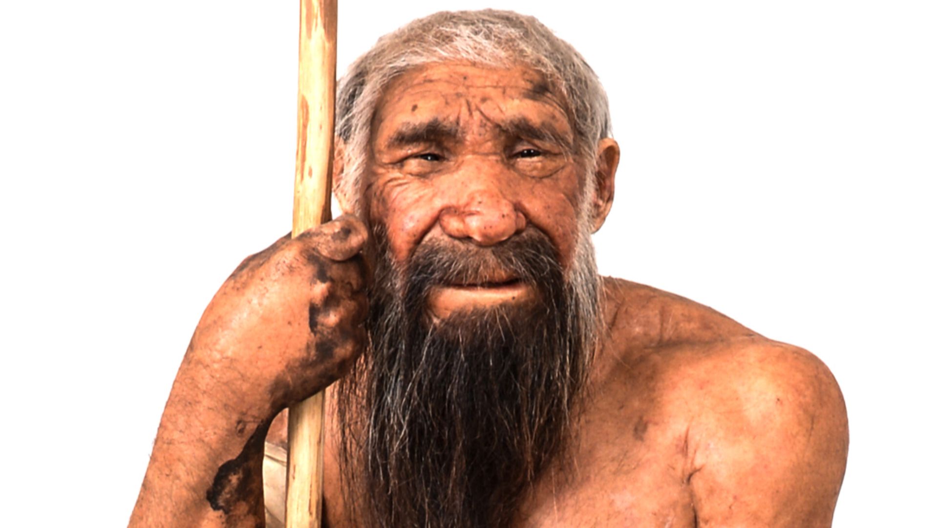 File:Homo neanderthalensis - reconstruction - MUSE.jpg