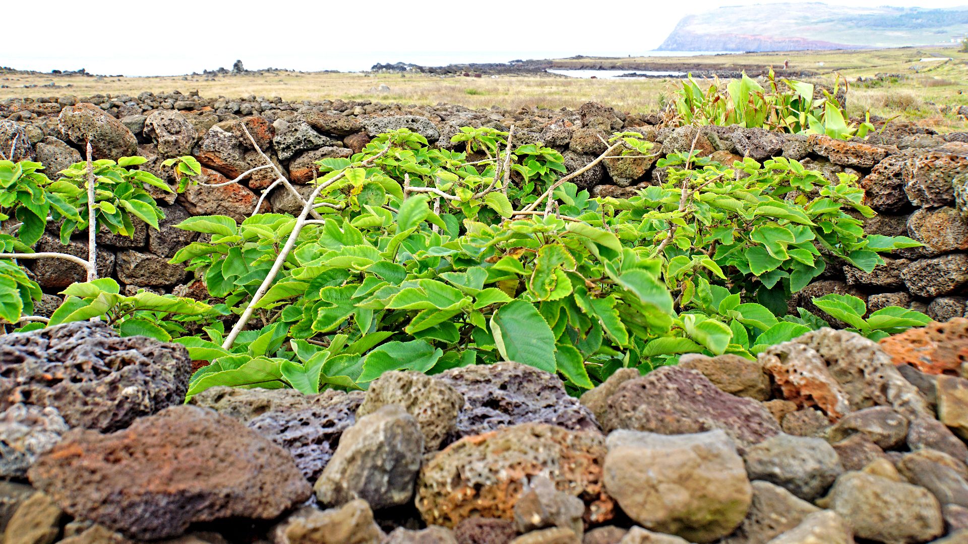 File:Chile-03013 - Manavai (49073086837).jpg